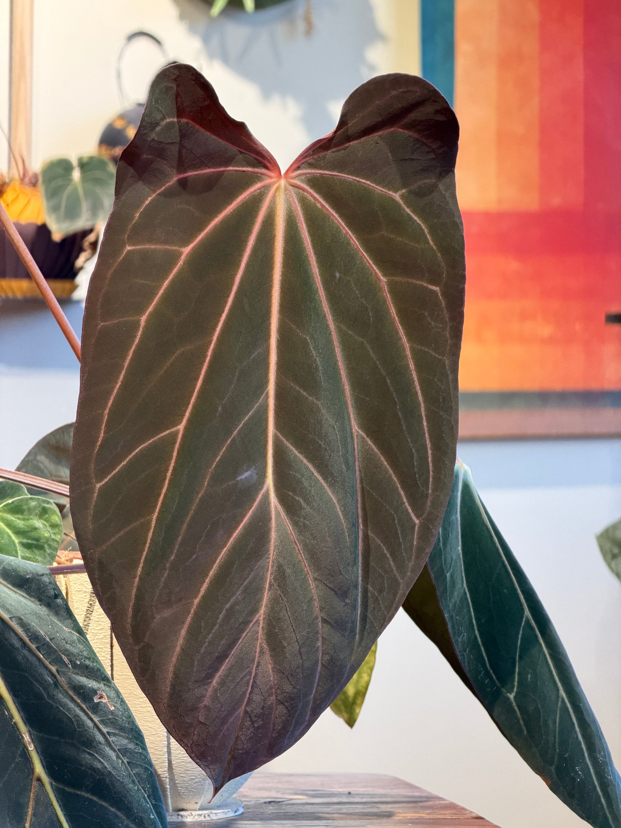 Anthurium 'Carlita'