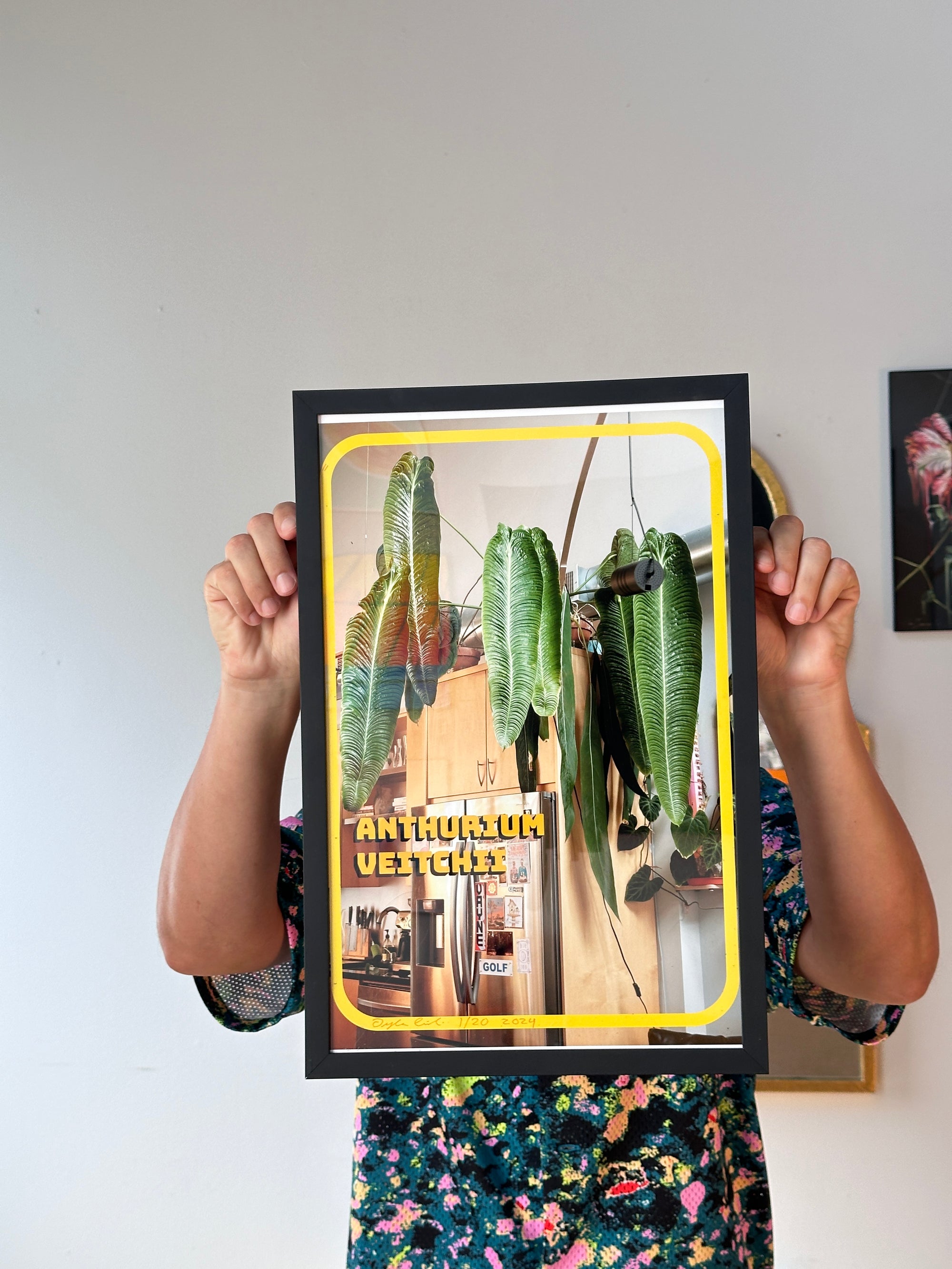 Anthurium veitchii Photo Print