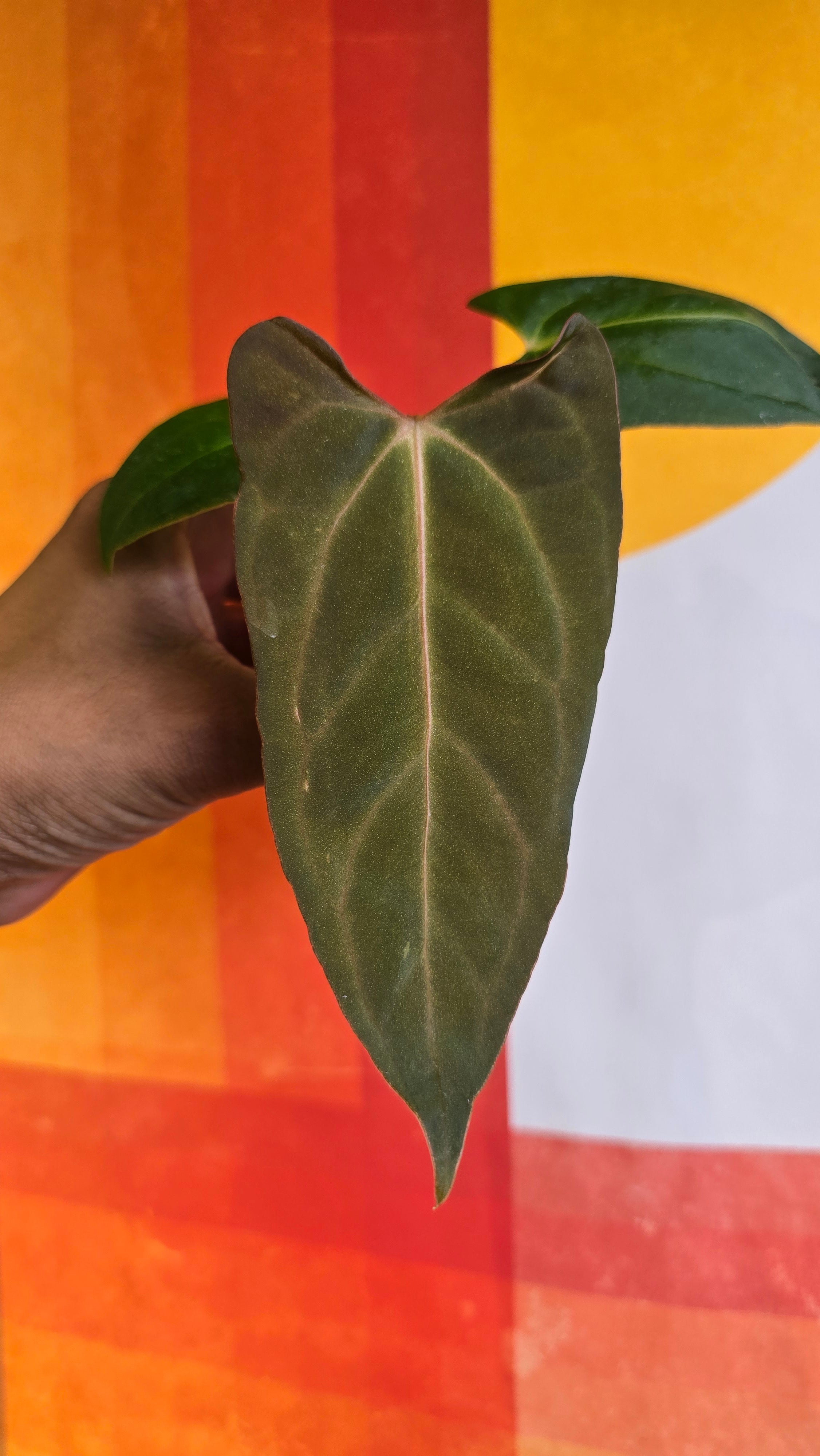 (subsignatum x papi) x 'Carlaza'  2 in mini petal pot
