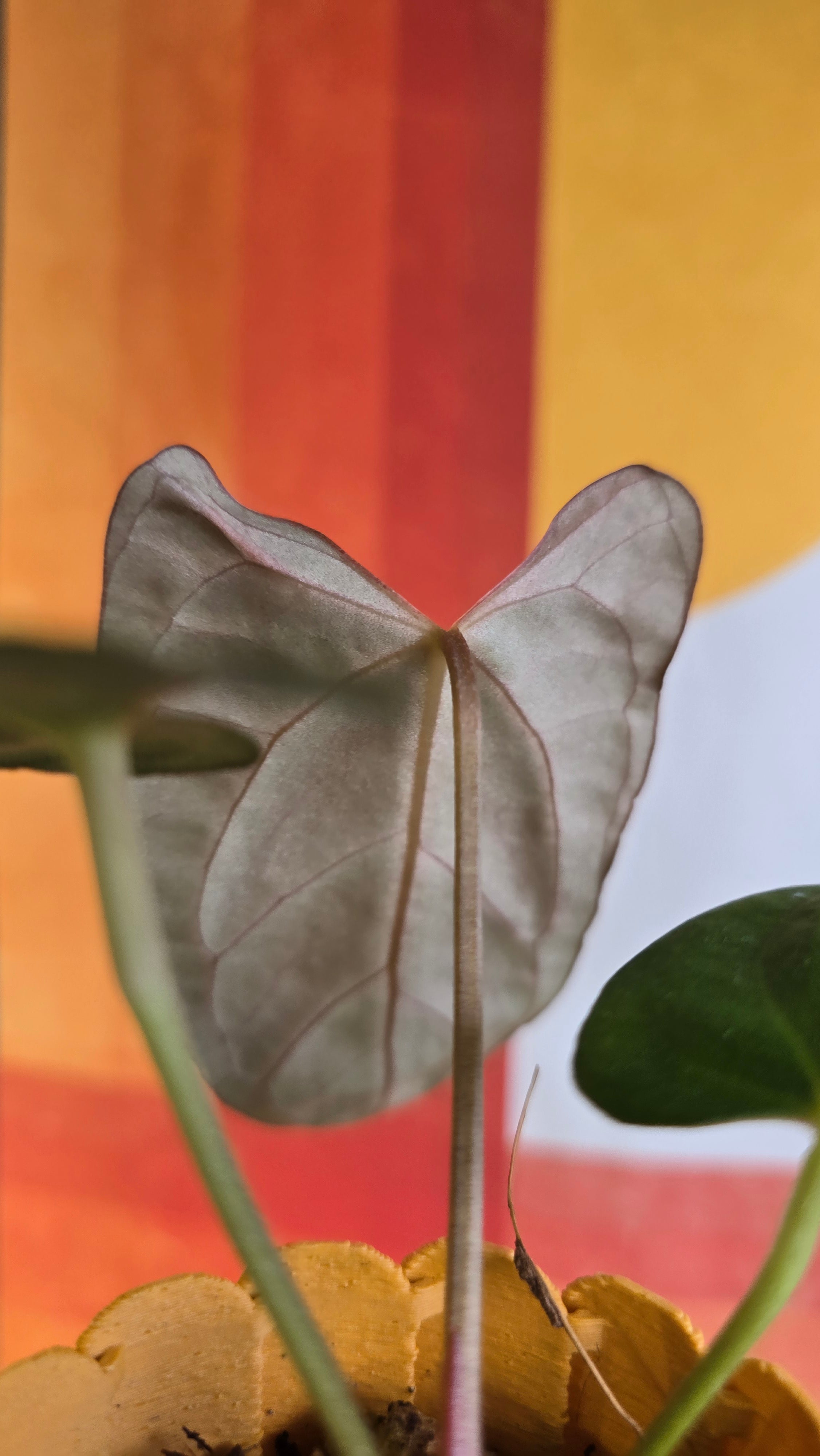(subsignatum x papi) x 'Carlaza'  2 in mini petal pot