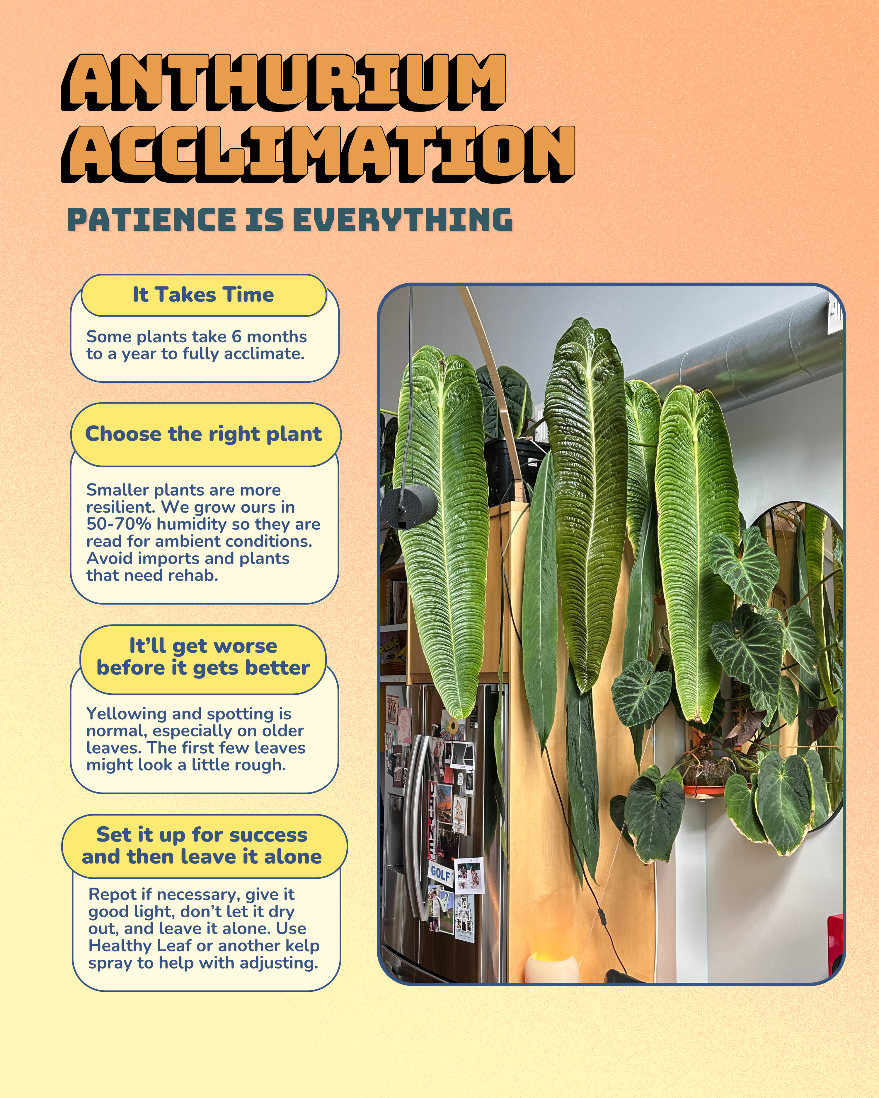 Anthurium Acclimation: What to Expect