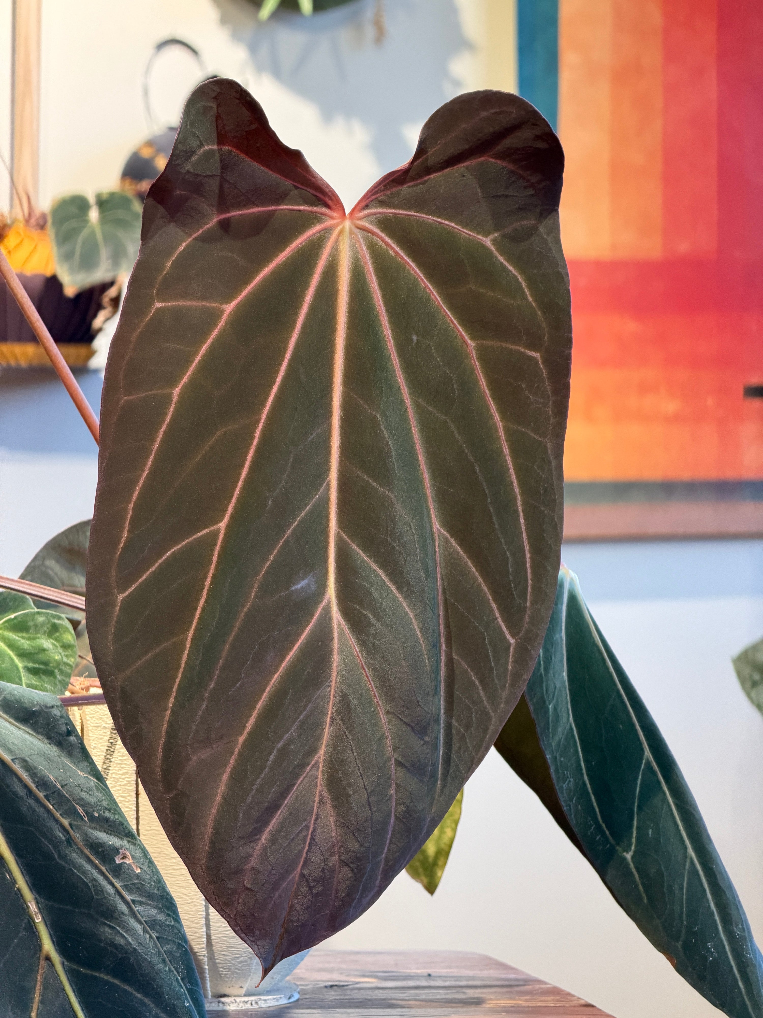 Anthurium 'Carlita'