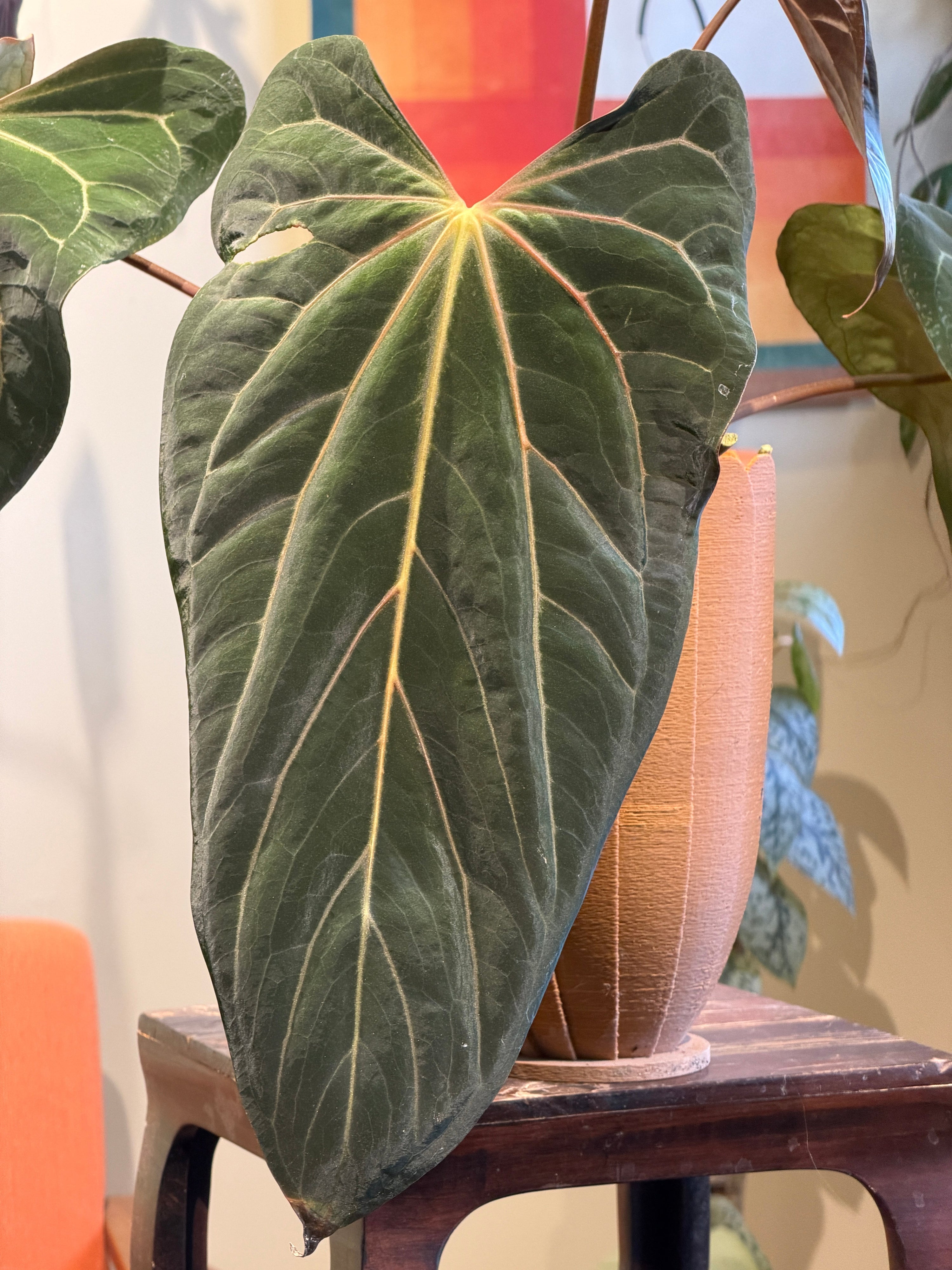 Anthurium 'Carlito'