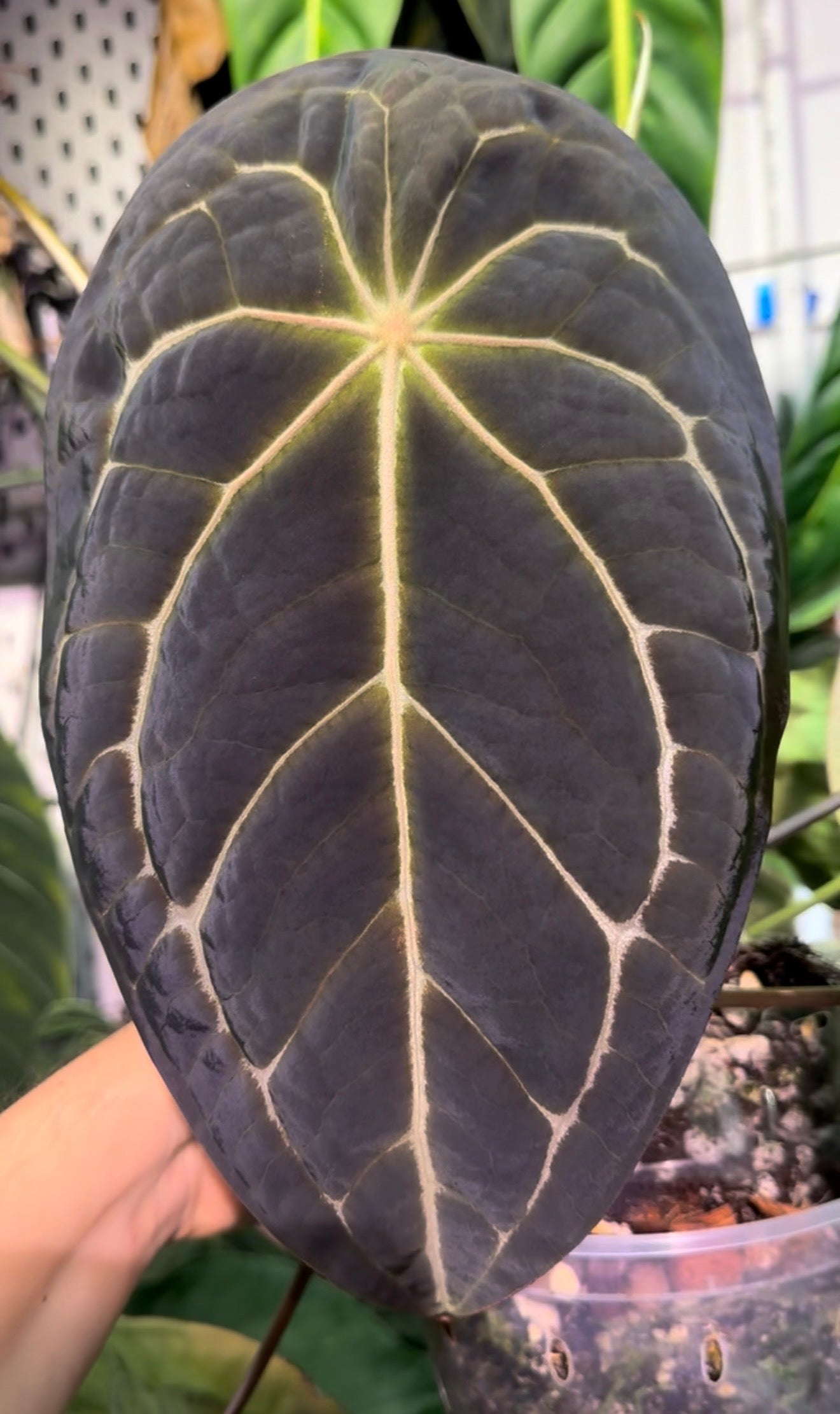 Anthurium ‘Purple Magaos’