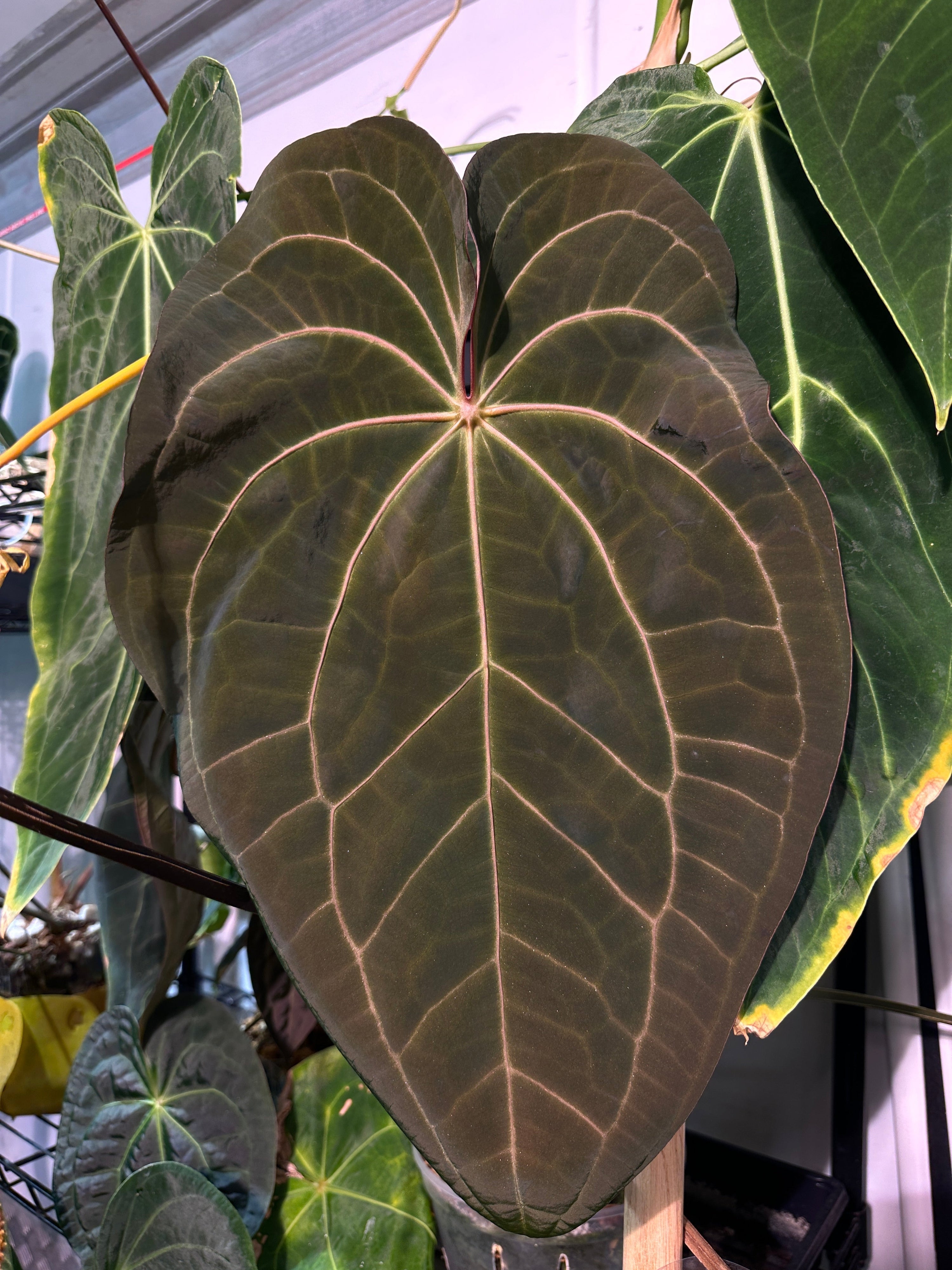 'Word Salad' aka red crystal x ((papi x mag norte) x AOS)