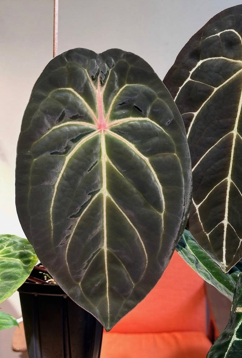 Anthurium 'Purple Spider'