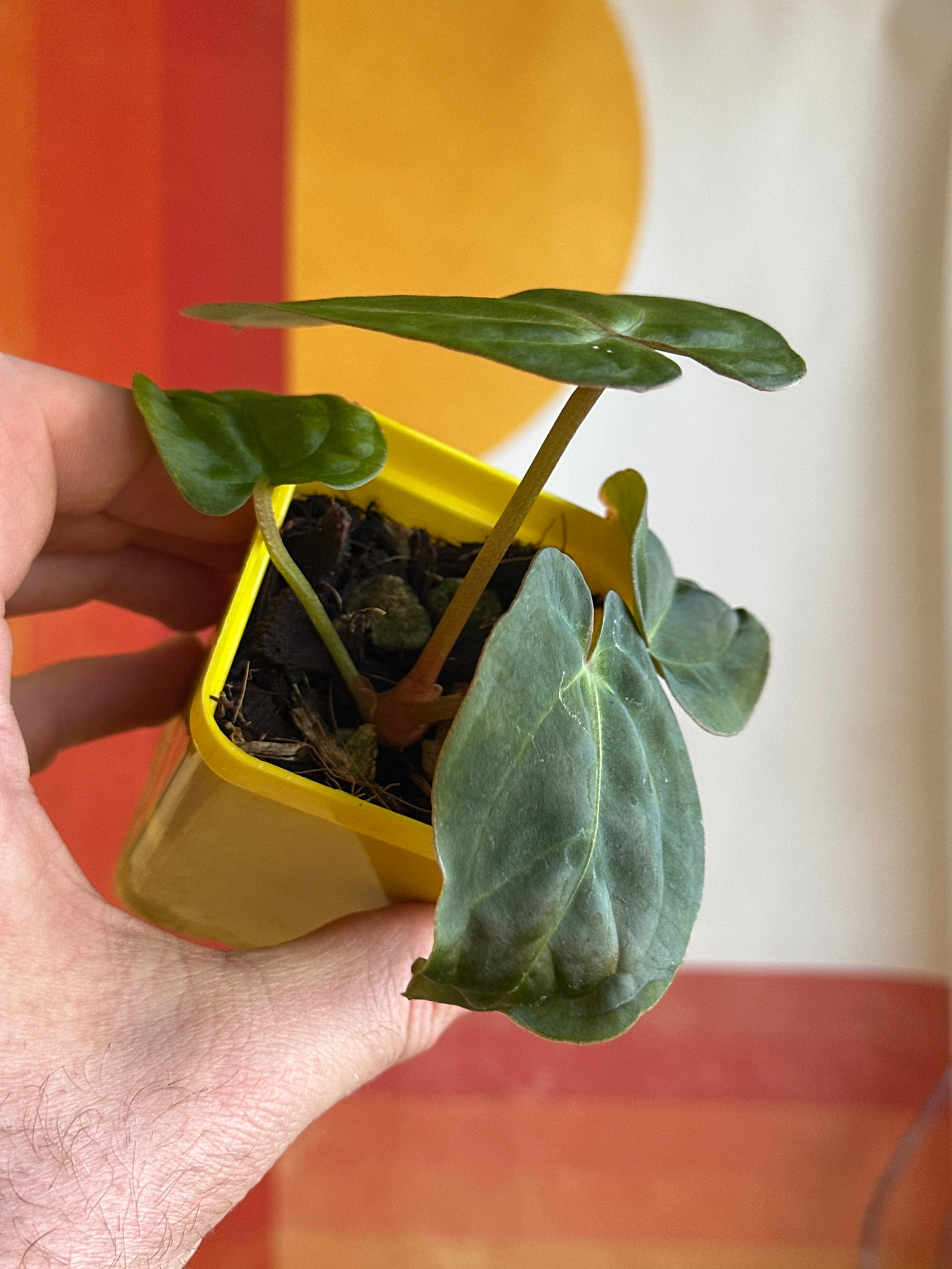 ‘Carlos' x 'Purple Spider' 127