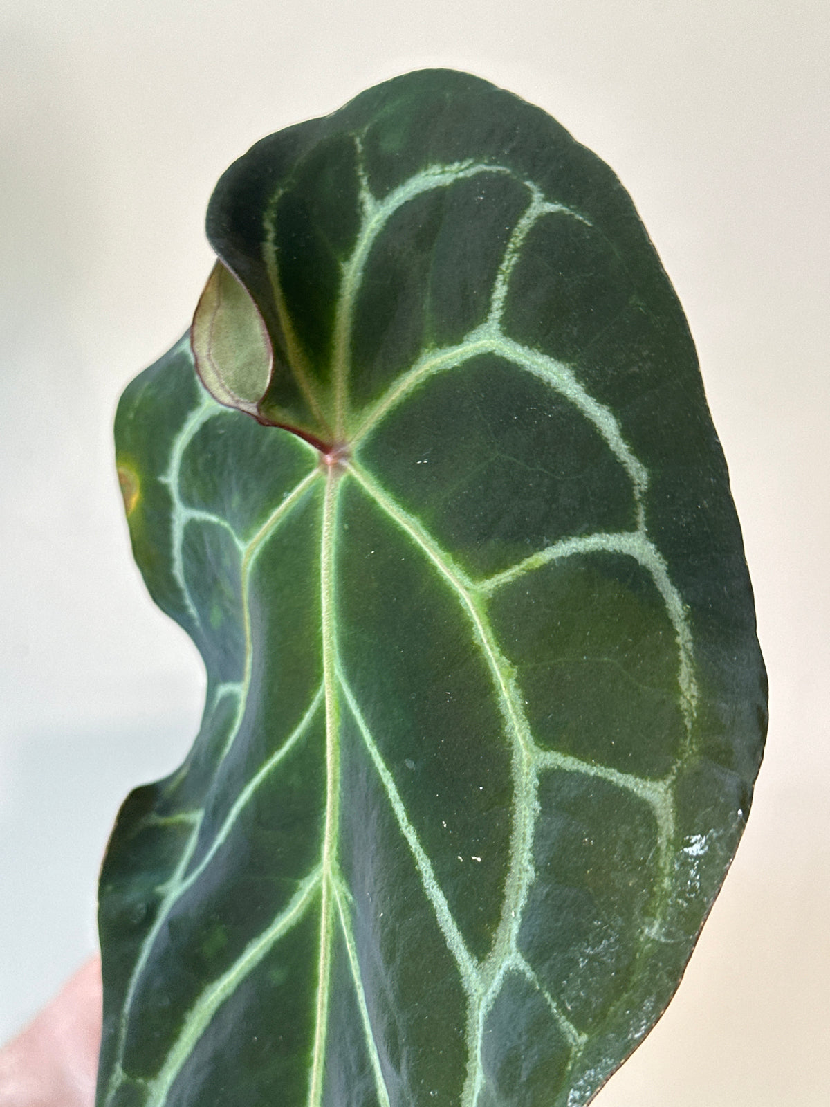 'Brian' x 'Purple Spider' 109w