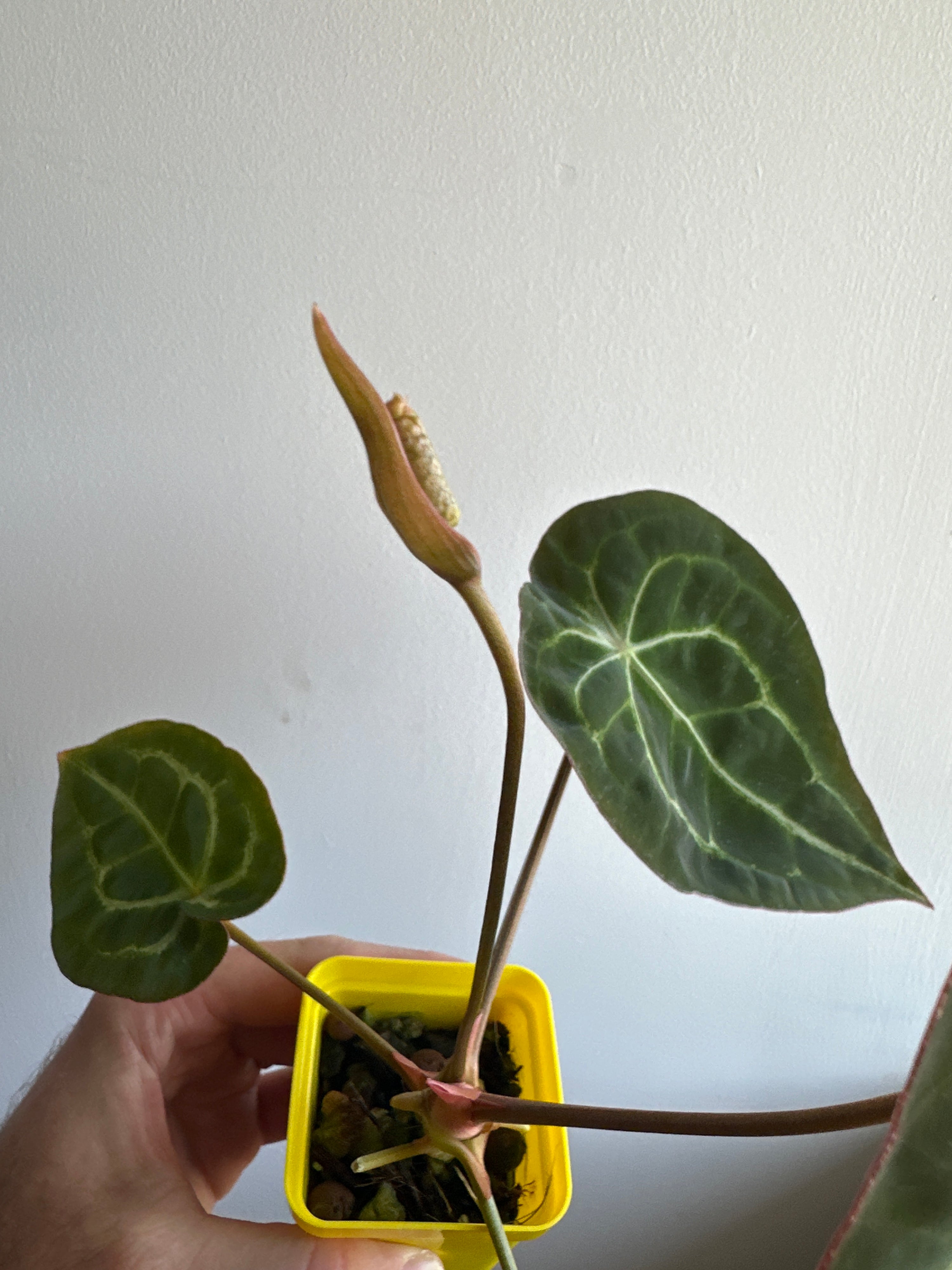 ‘Purple Spider' x 'Purple Magaos' 477w with inflorescence