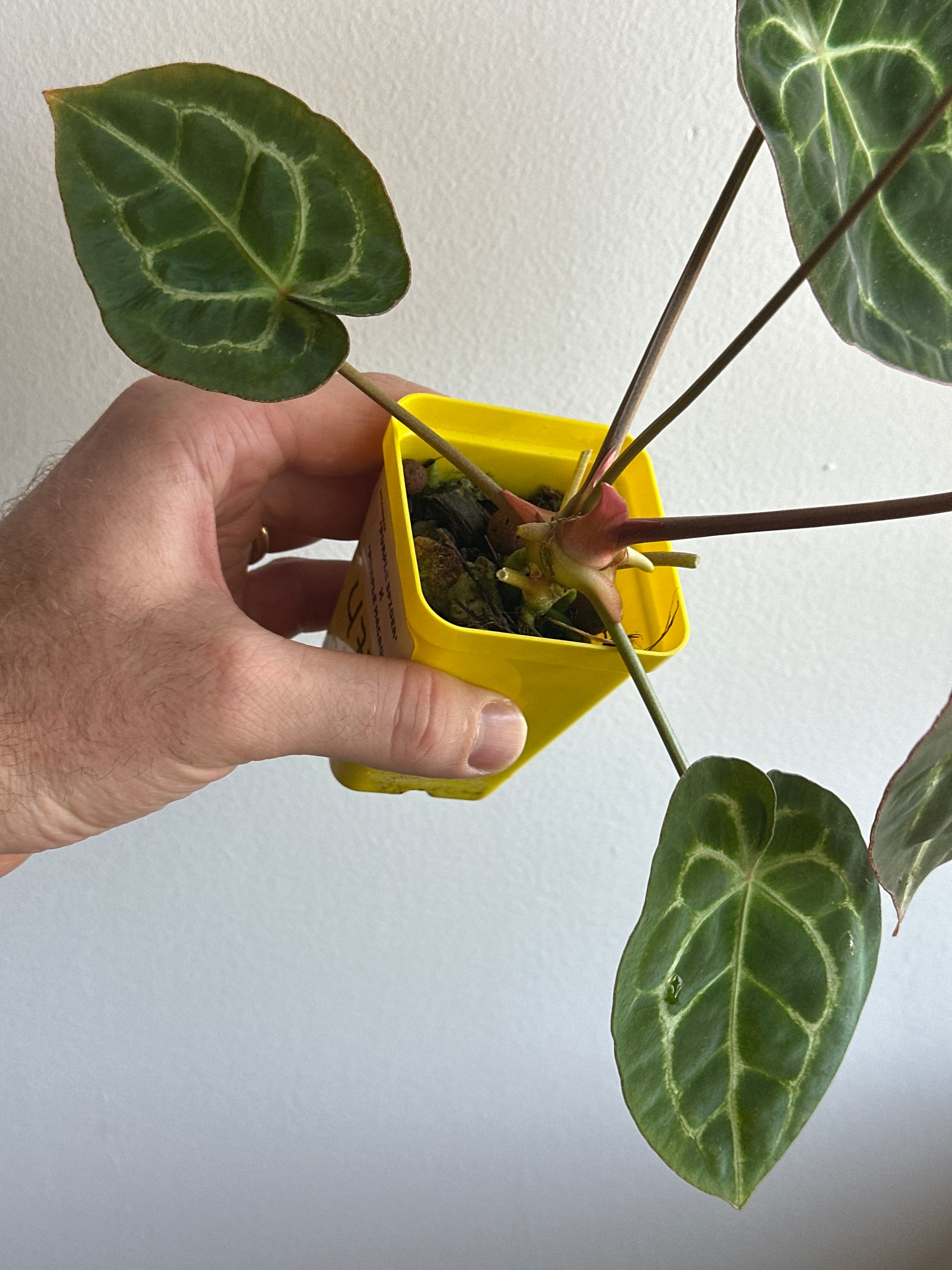 ‘Purple Spider' x 'Purple Magaos' 477w with inflorescence