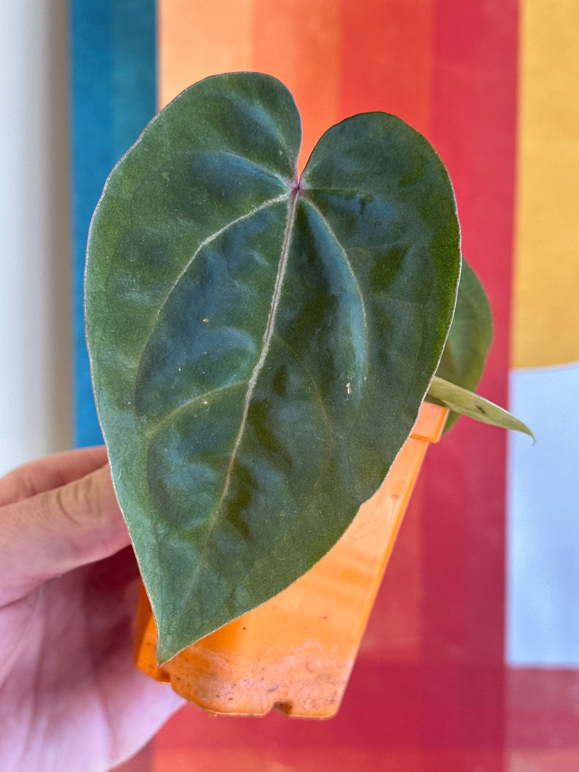 'Purple Spider' x 'Carlito' 9