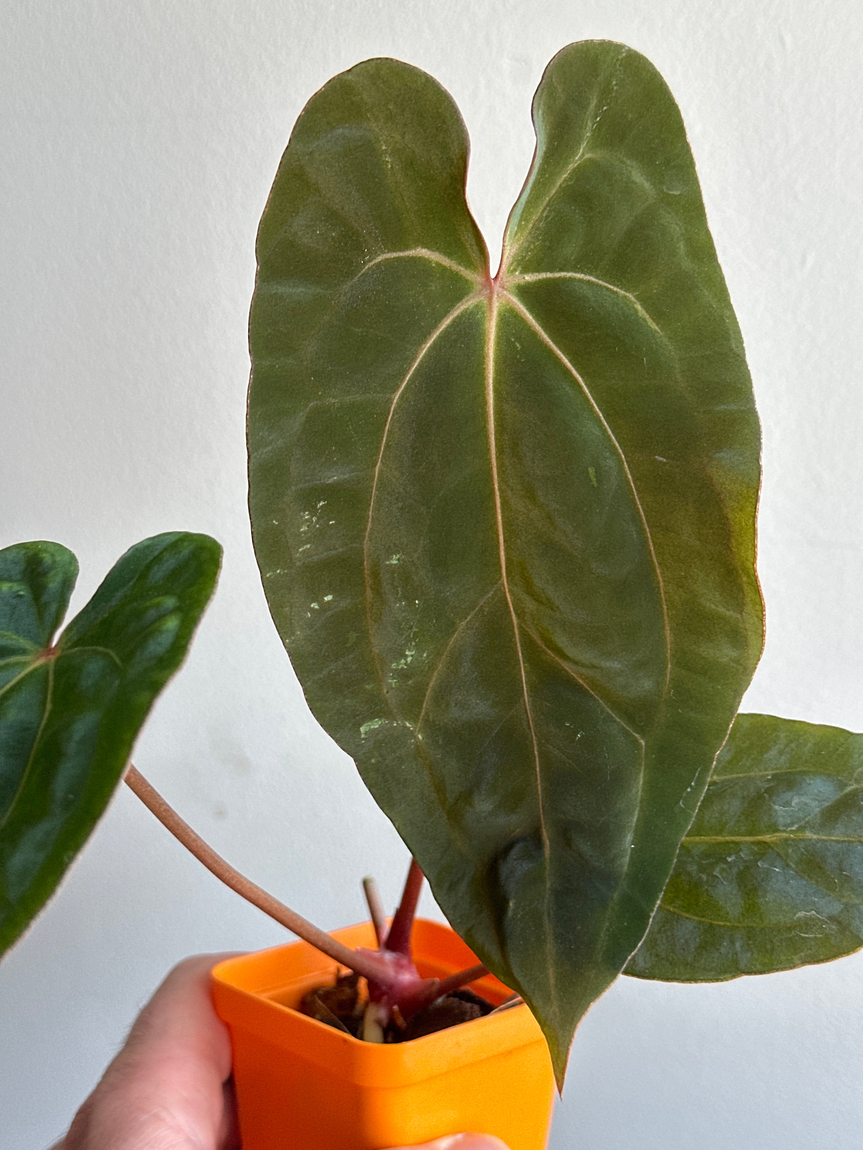 ‘Carlos' x 'Purple Spider' 459w (mechanical damage)