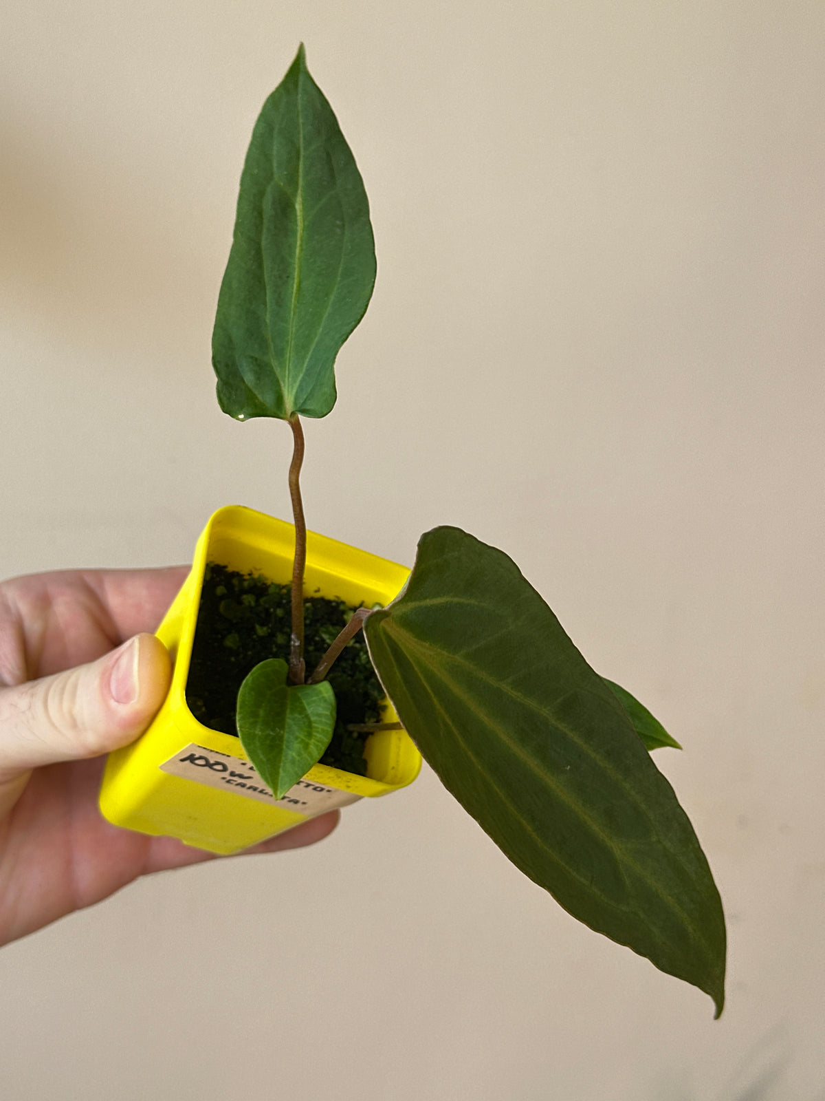 'Carlito' x ‘Carlita’ 100w