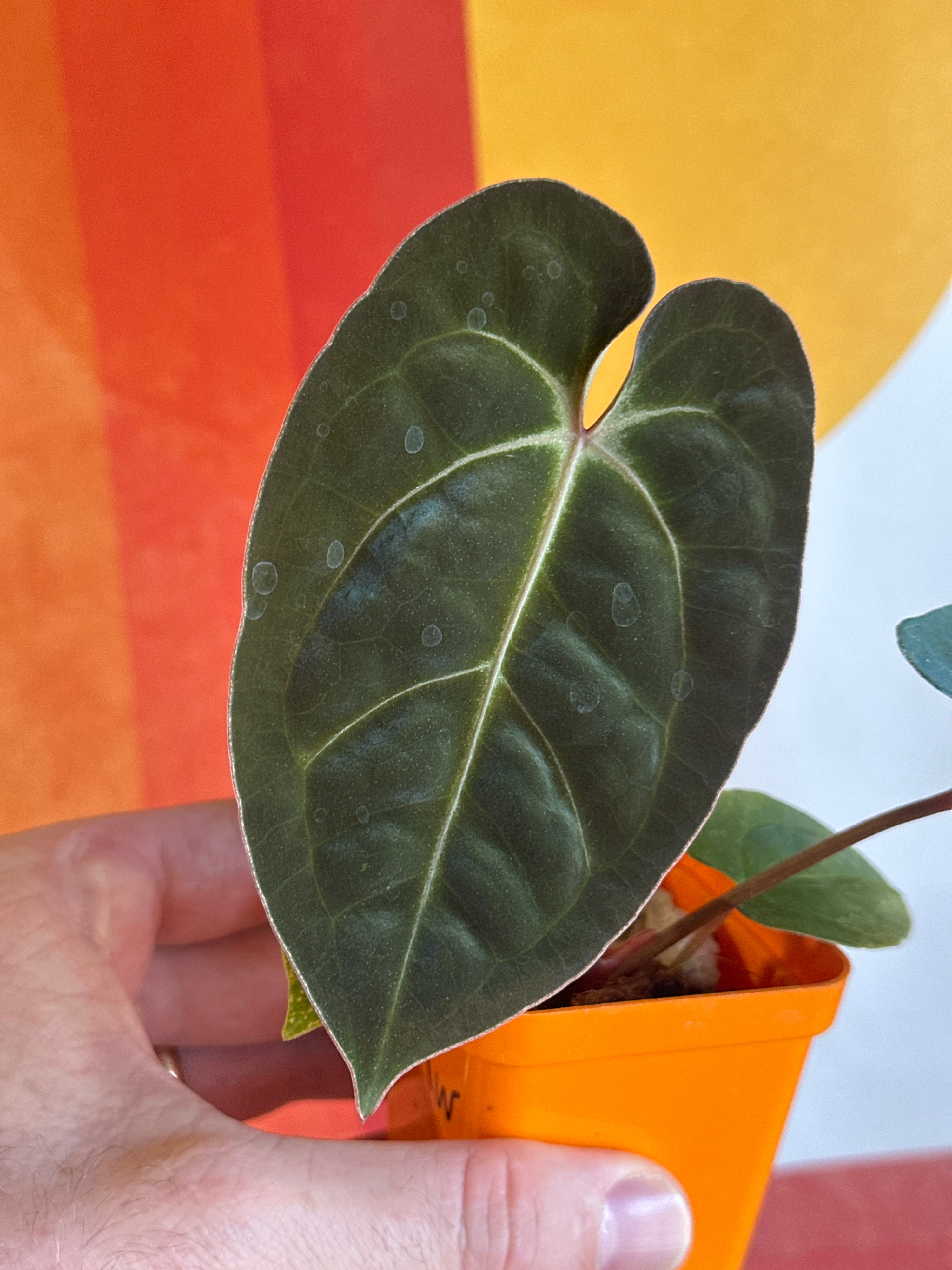 ‘Carlos' x 'Purple Spider' 61w