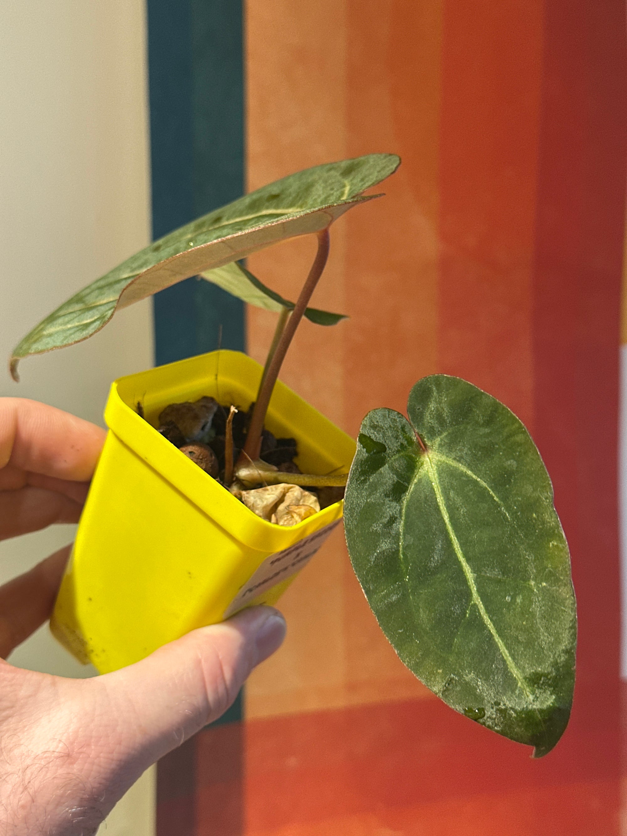 'Purple Spider' x 'Carlito' 3