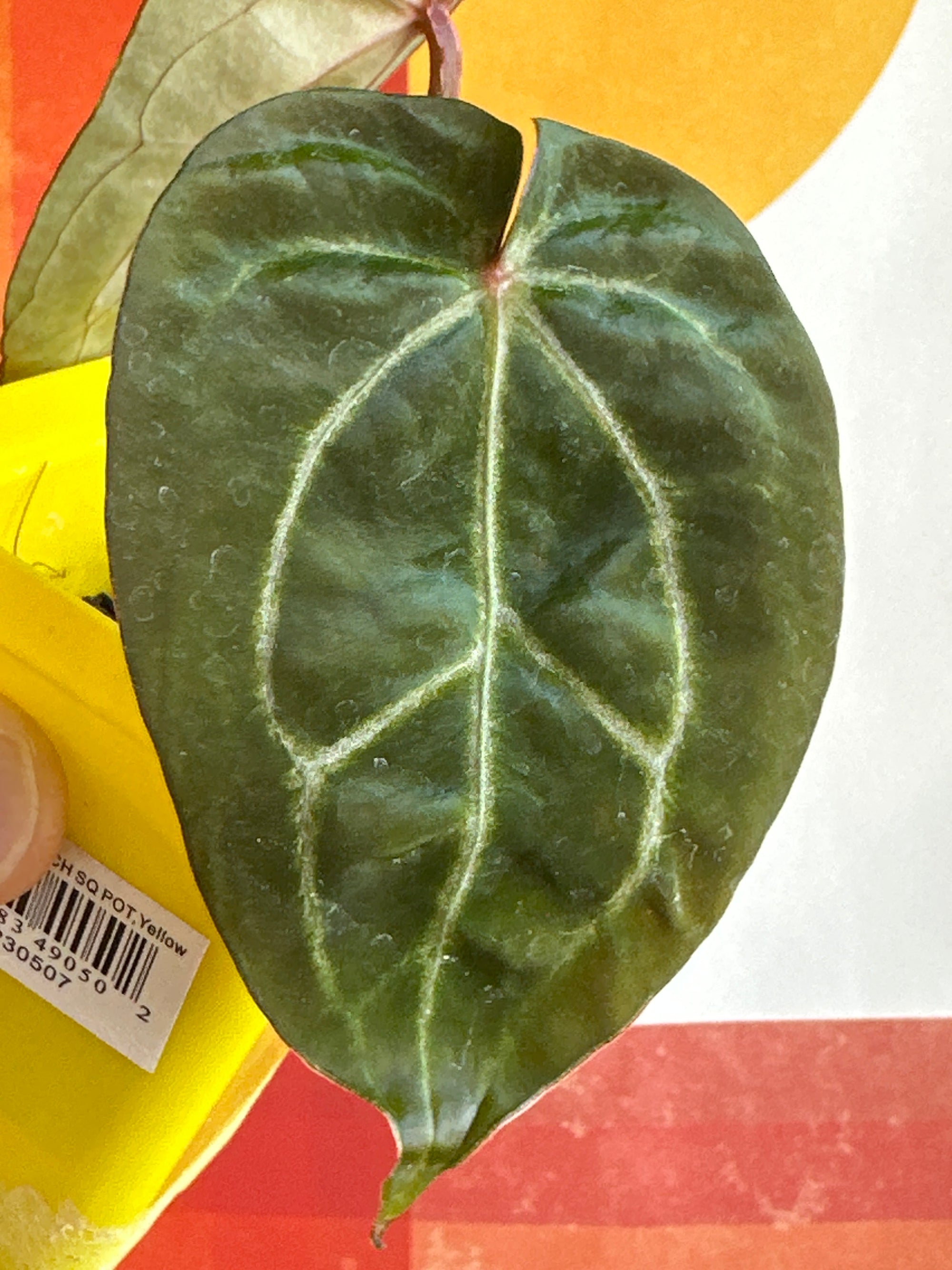 'Brian' x 'Purple Spider' 133w