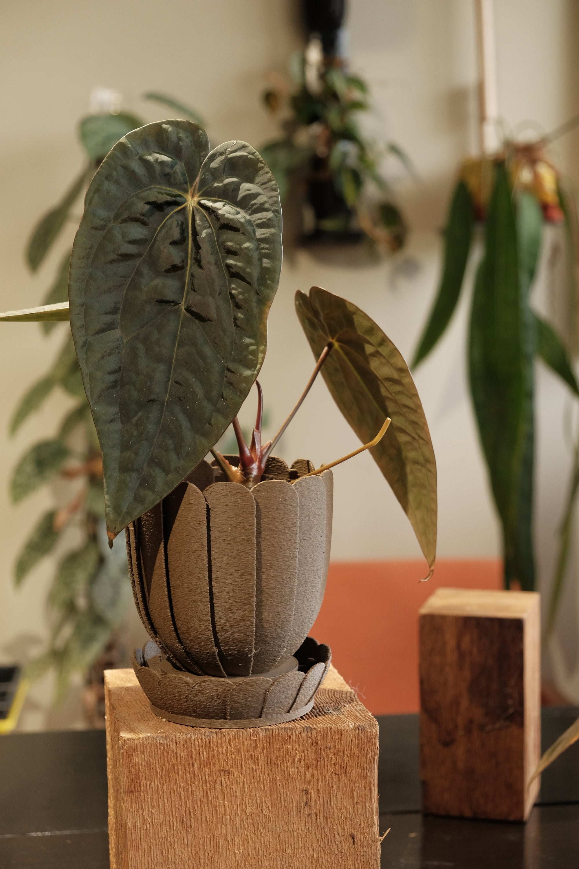 Rousseau Petal Pot - Pre-Sale Ships in 2 Weeks