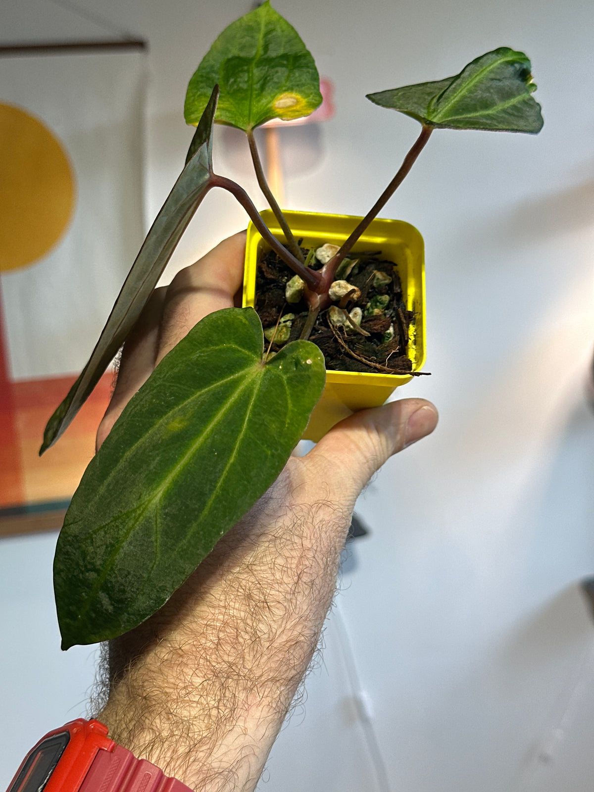 'Carlito' x ‘Carlita’ 353w Standout