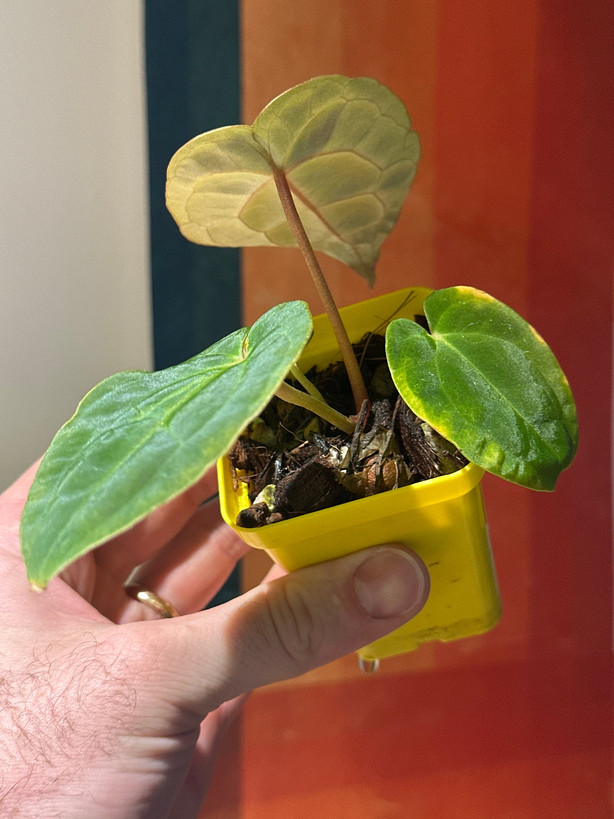 ‘Carlos' x 'Purple Spider' 90