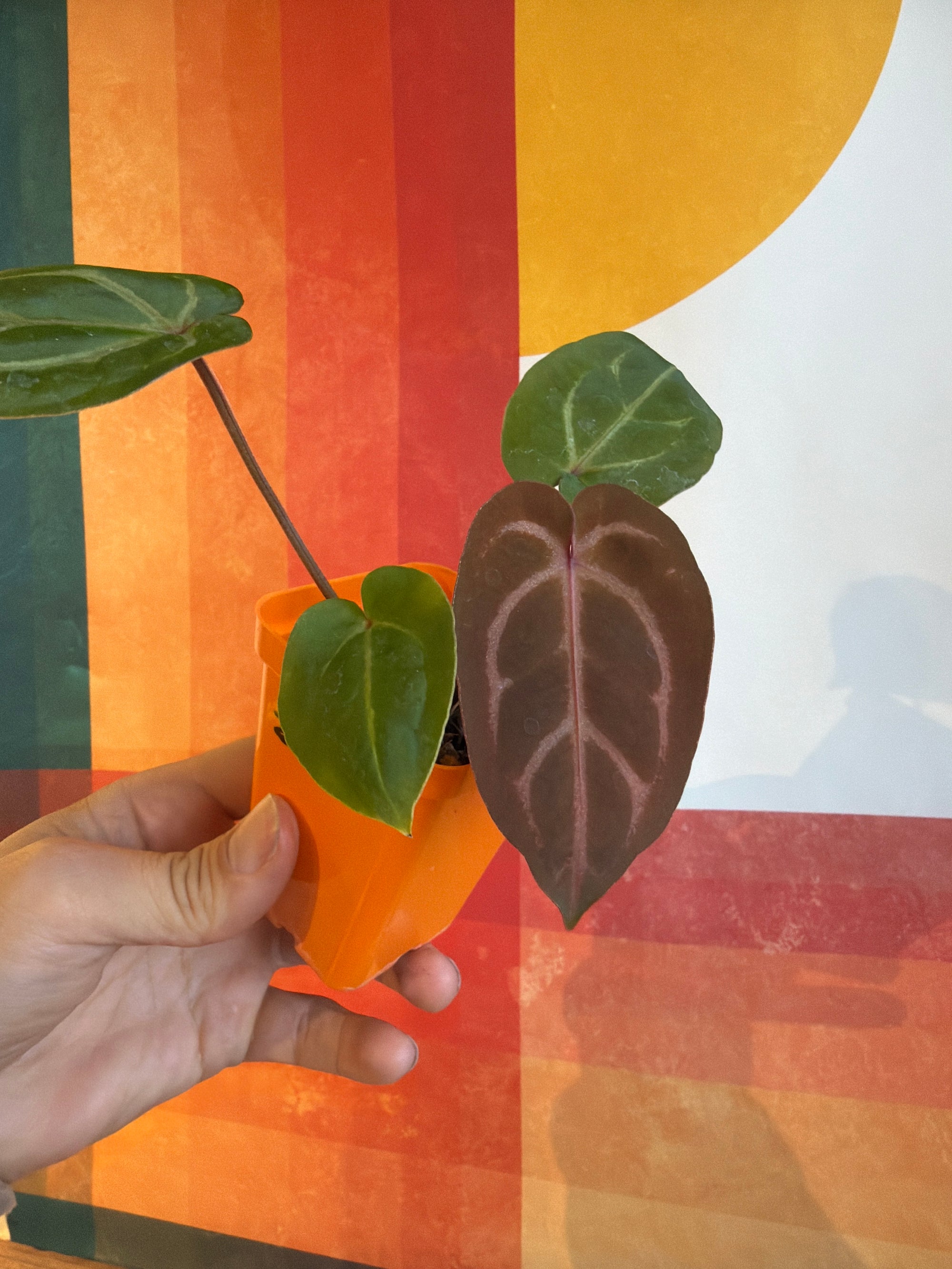 ‘Brian' x 'Purple Spider' Standout 2