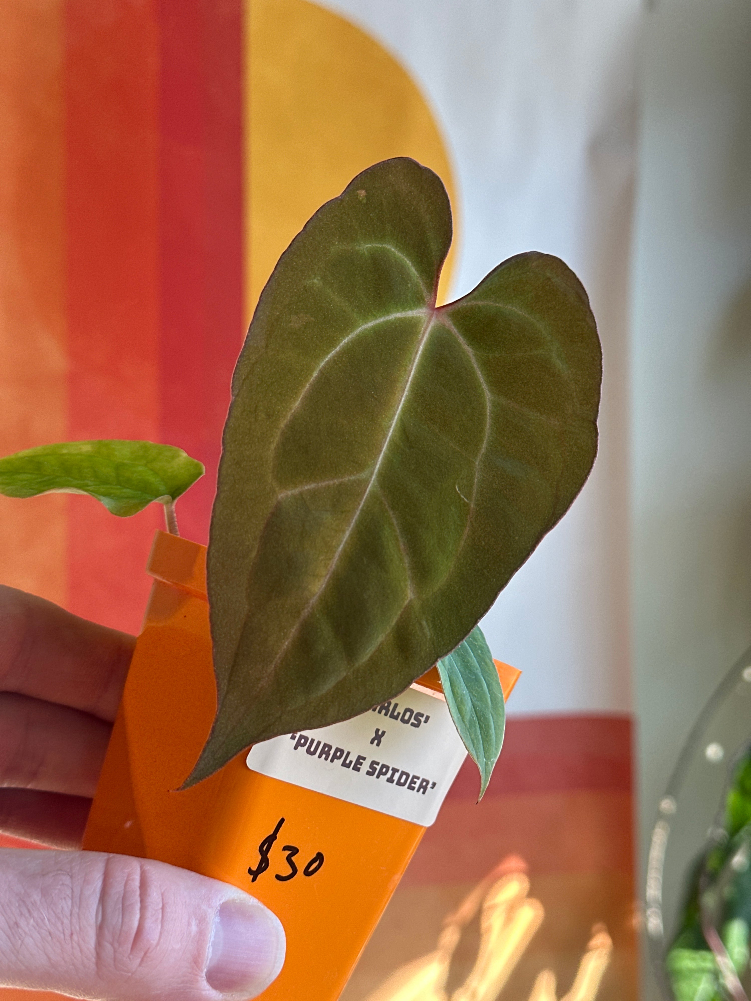 ‘Carlos' x 'Purple Spider' 91