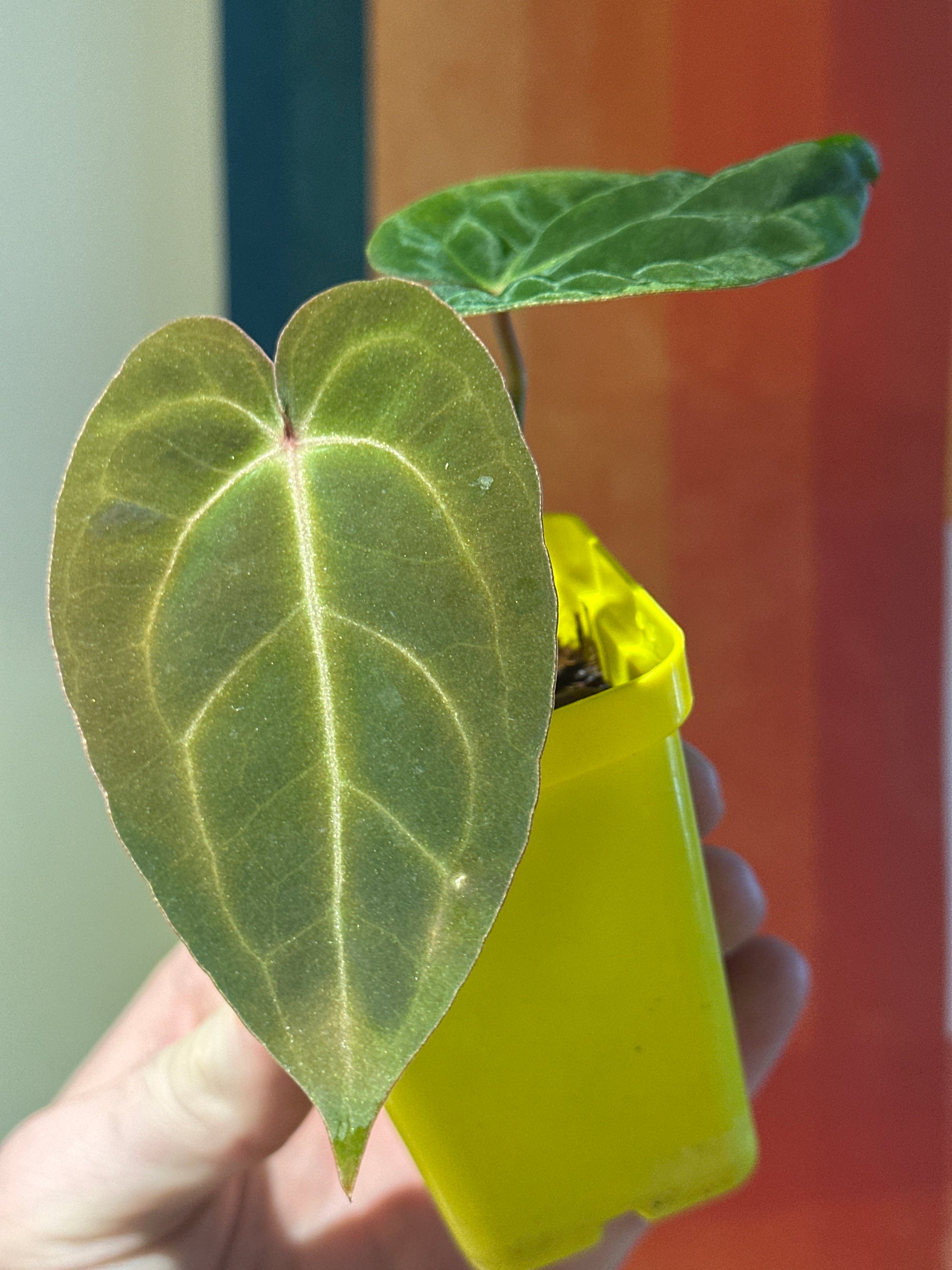 ‘Carlos' x 'Purple Spider' 84