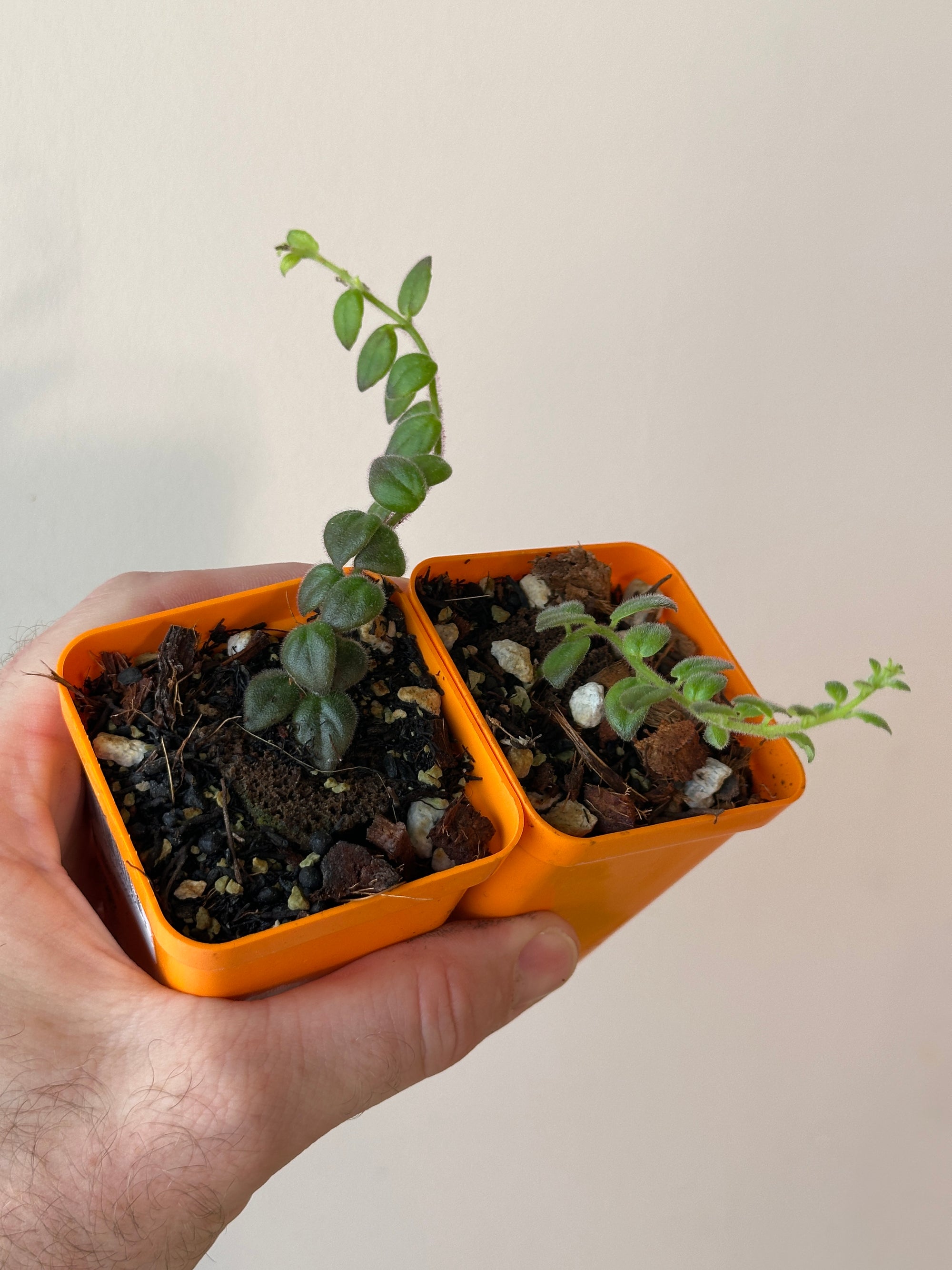 Columnea gloriosa Starter Plant (grower’s choice)