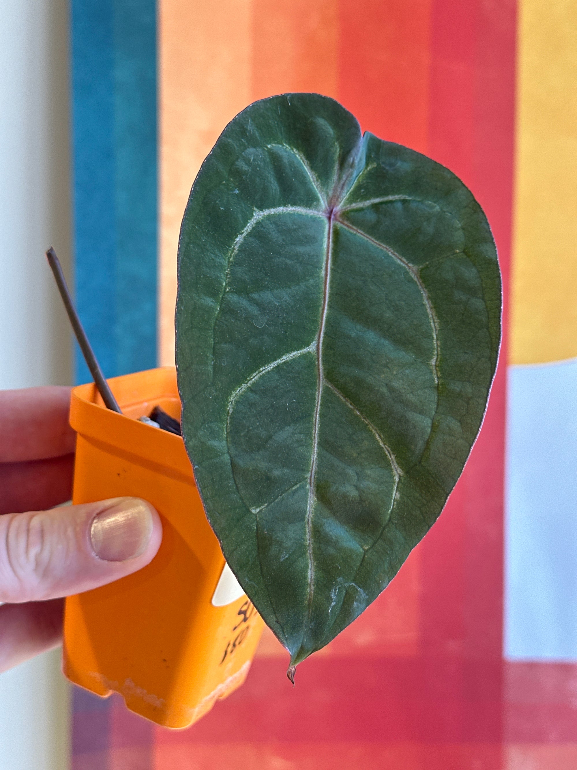 ‘Brian' x 'Purple Spider' Standout 5