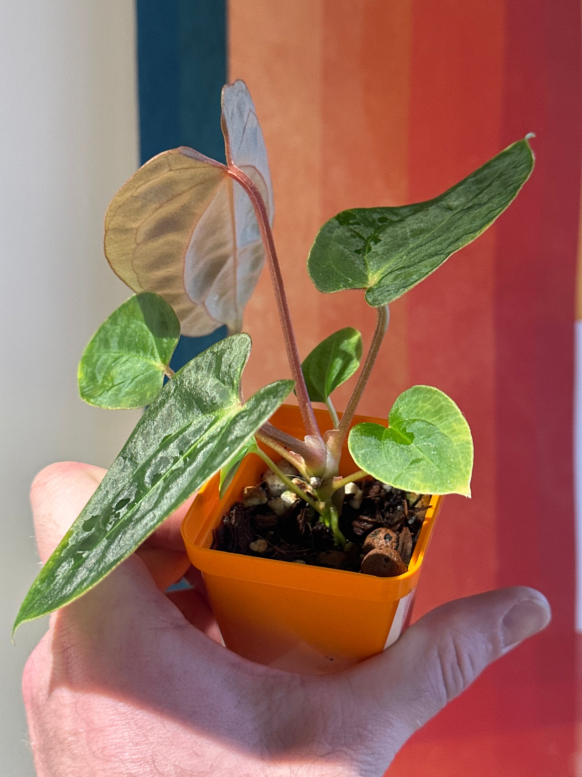 'Purple Spider' x 'Carlito' 2