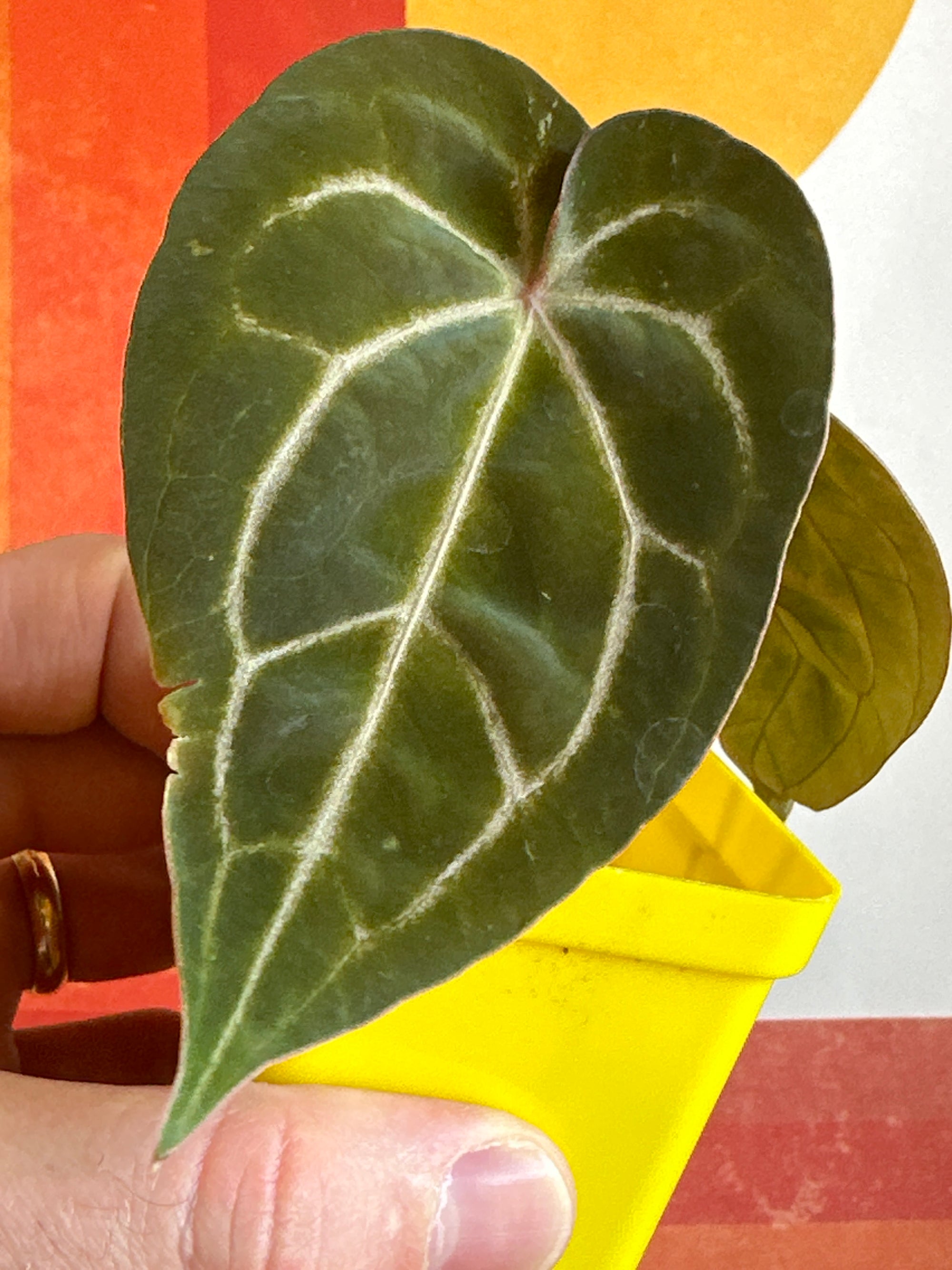 'Brian' x 'Purple Spider' 133w