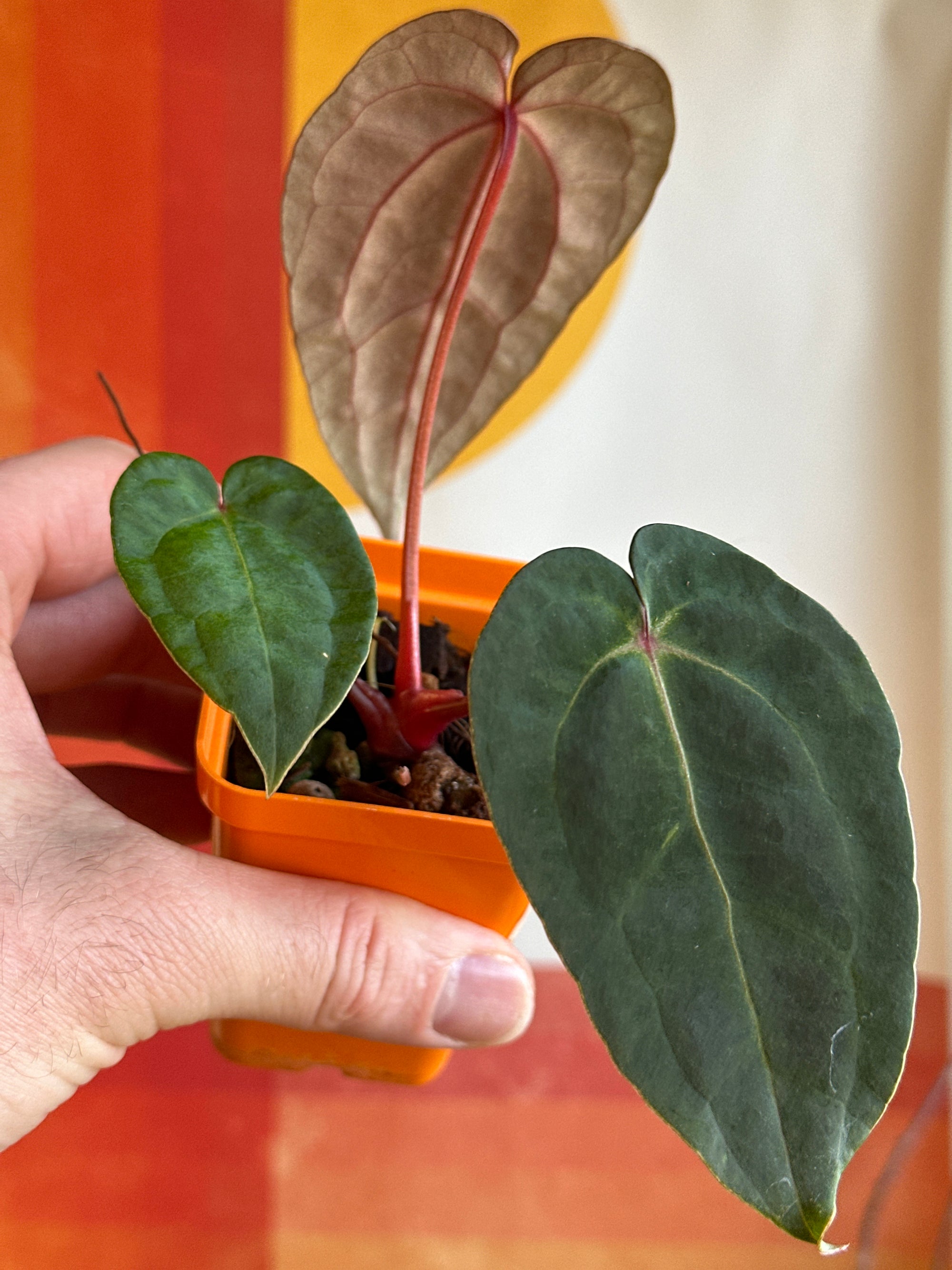 ‘Carlos' x 'Purple Spider' 125