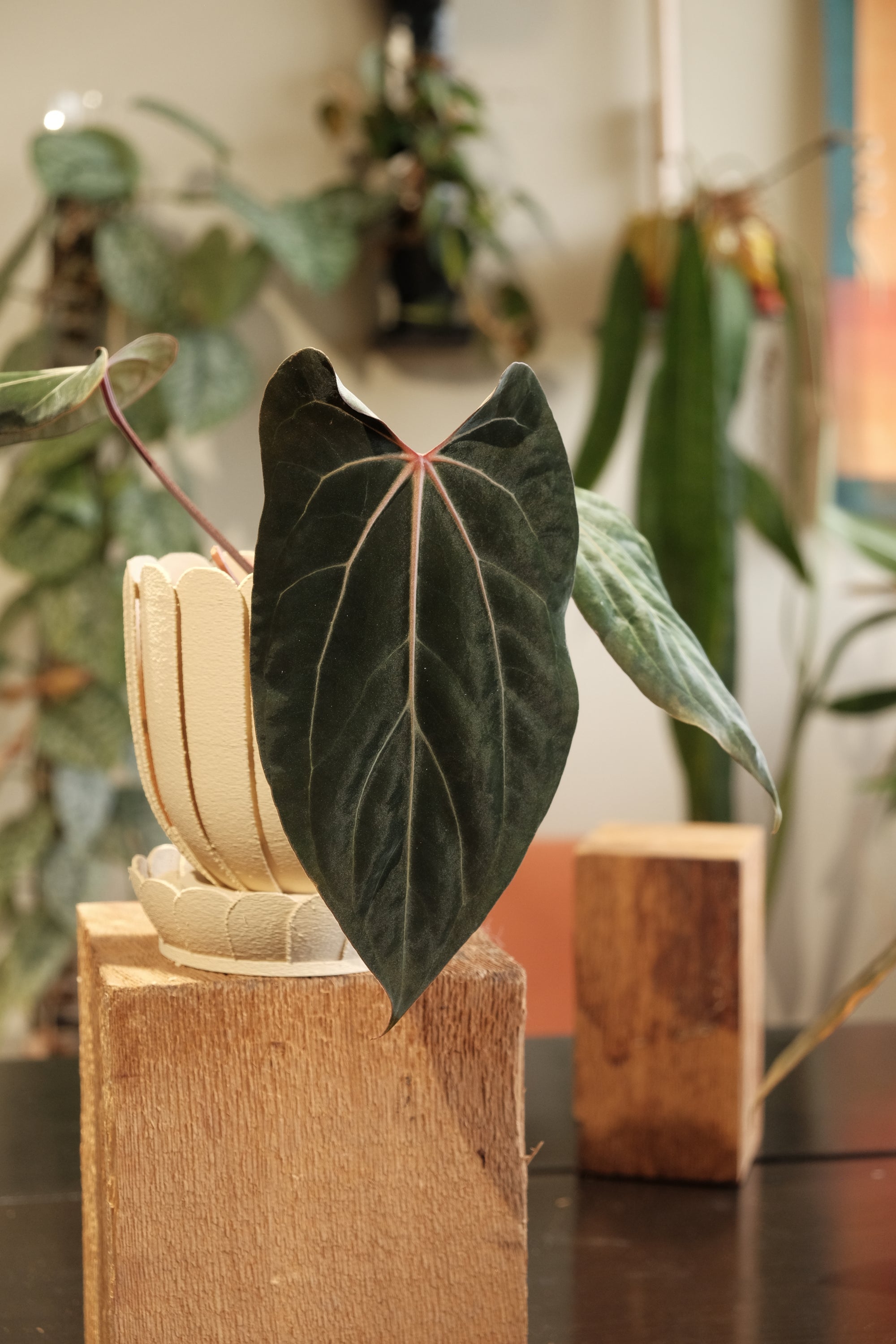 Rousseau Petal Pot - Pre-Sale Ships in 2 Weeks