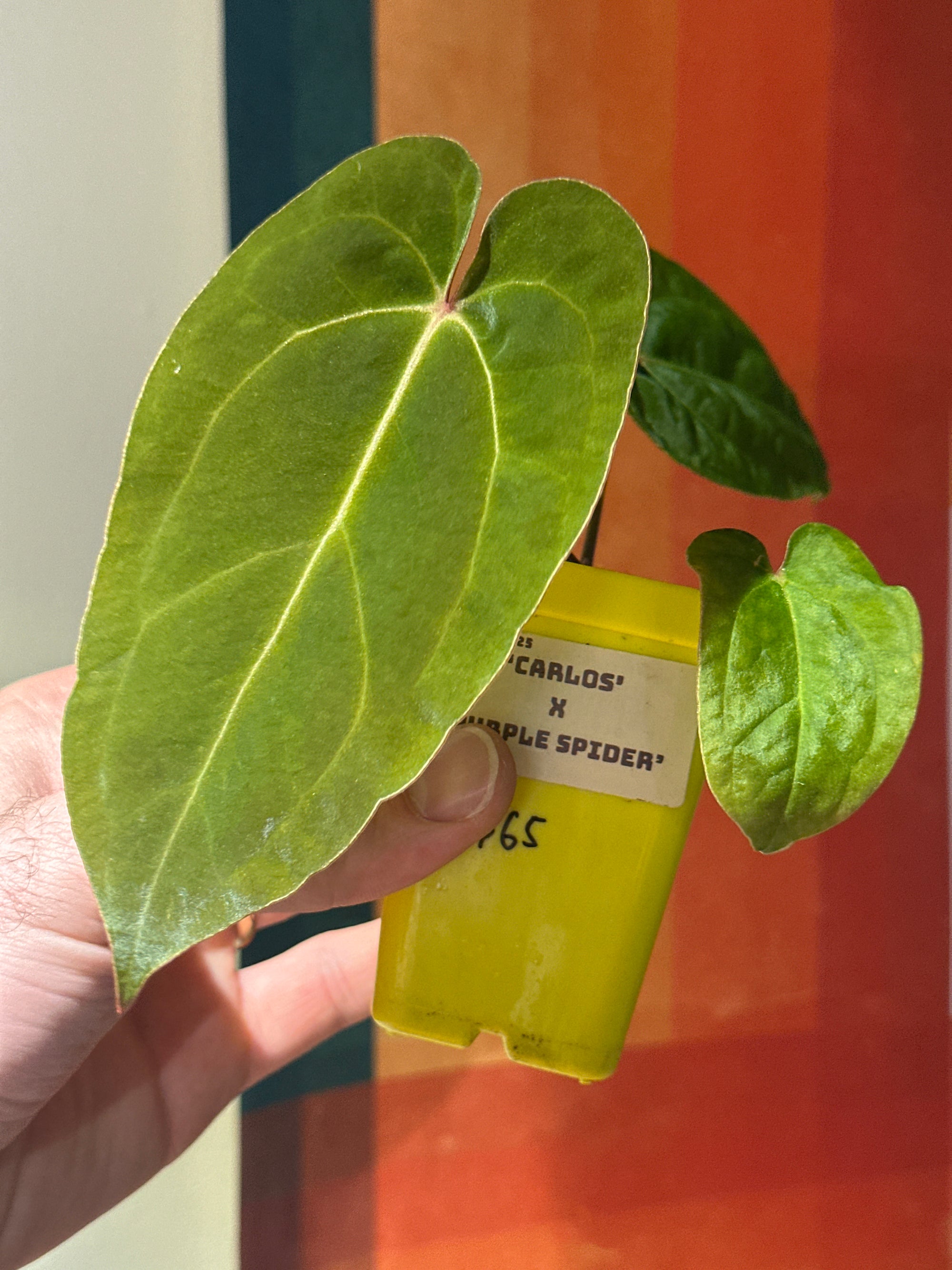 ‘Carlos' x 'Purple Spider' 89