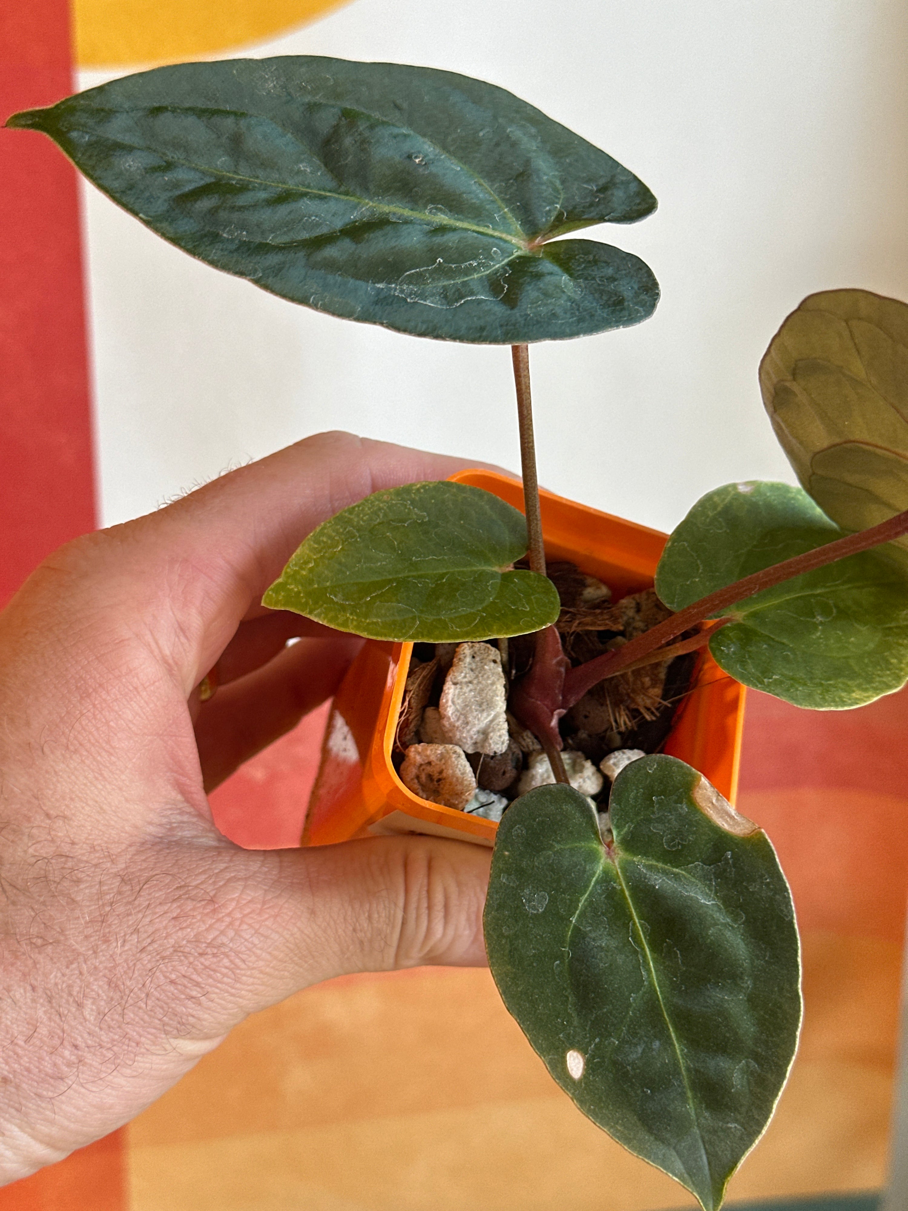 ‘Carlos' x 'Purple Spider' 61w