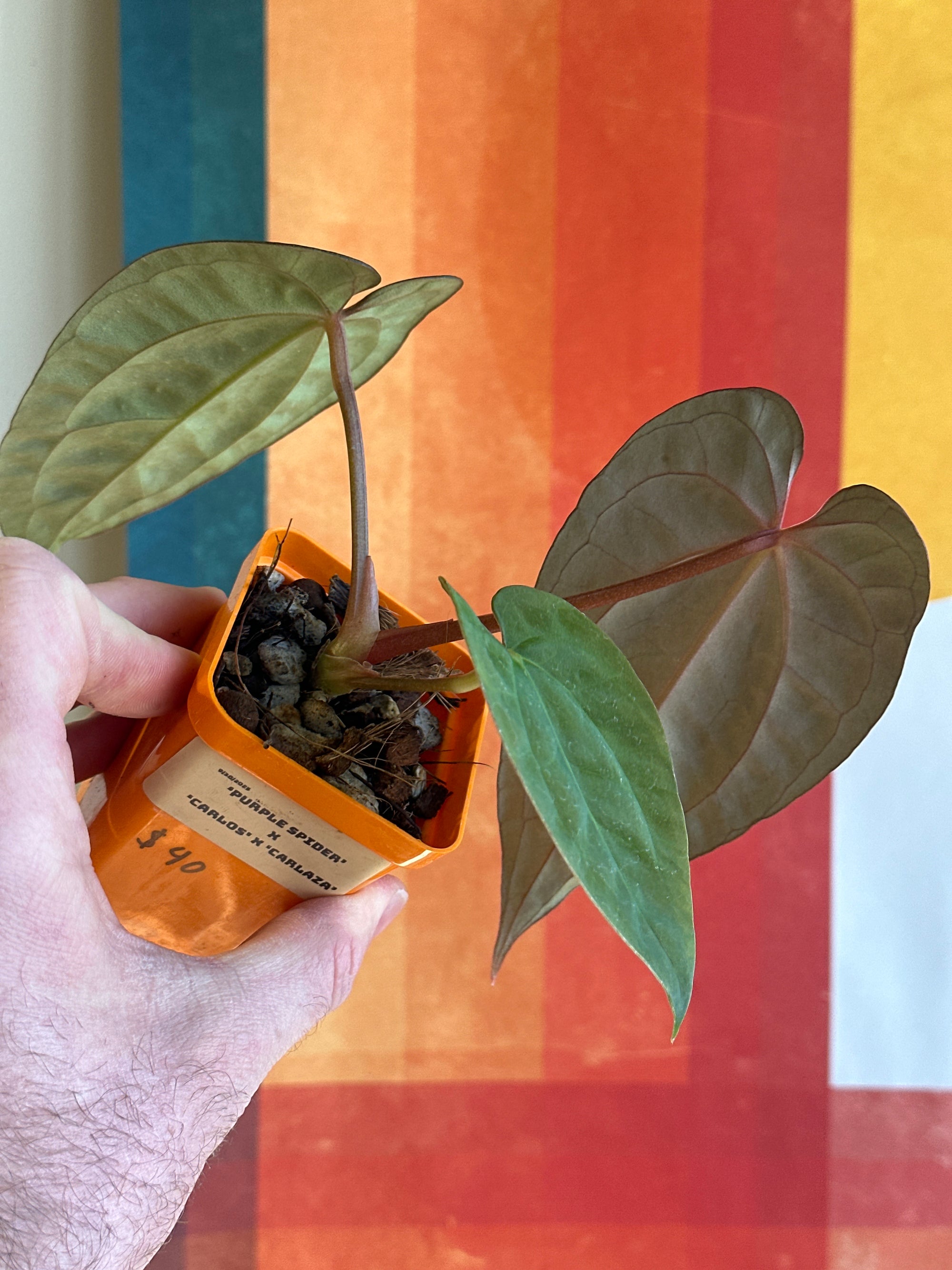 'Purple Spider' x 'Carlito' 7