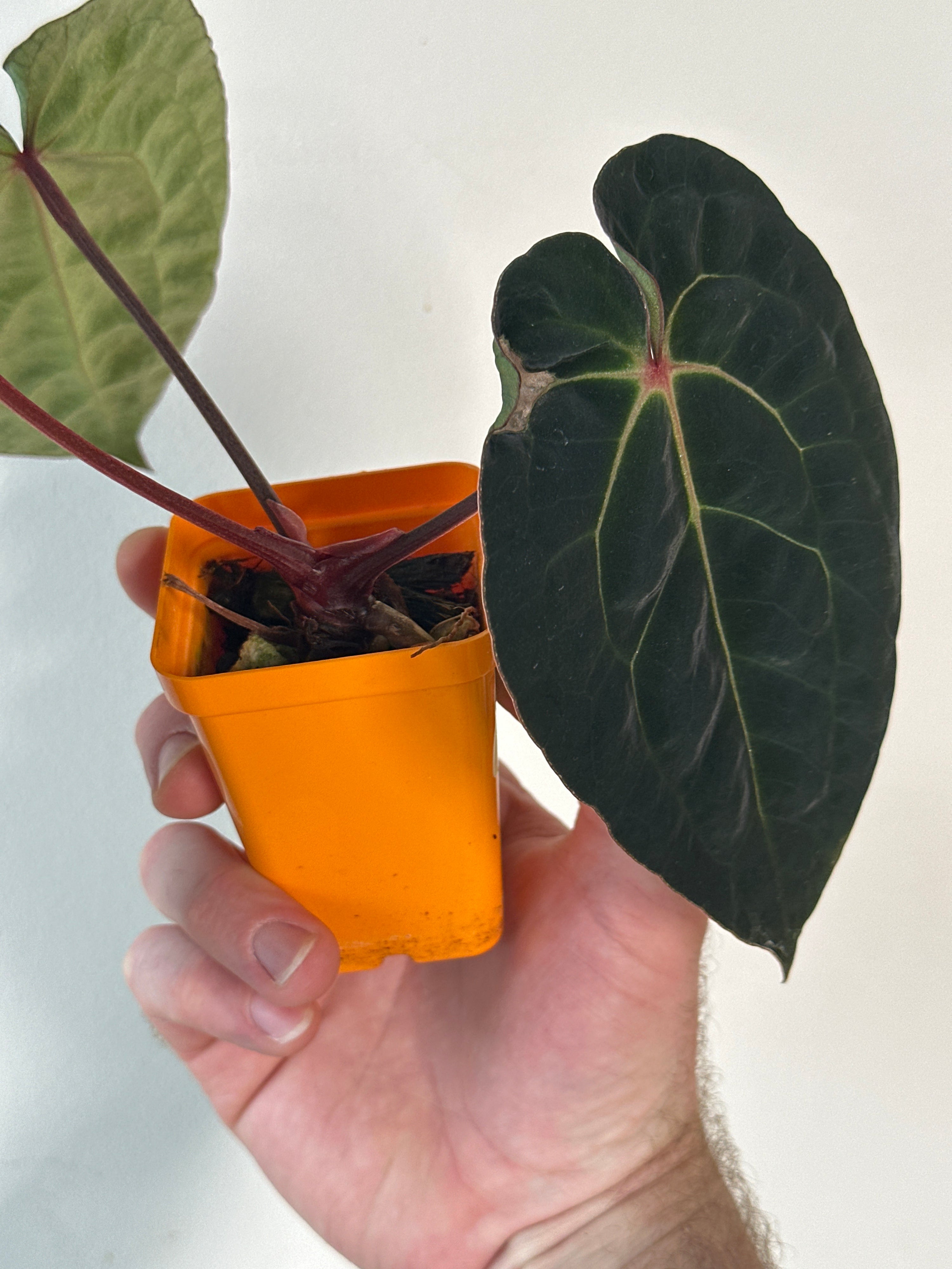 ‘Carlos' x 'Purple Spider' 487w