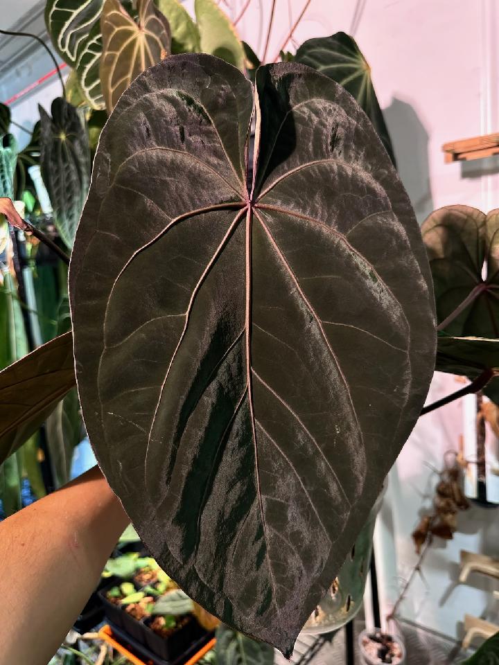 Ace of purple x papi 1 in mini petal pot