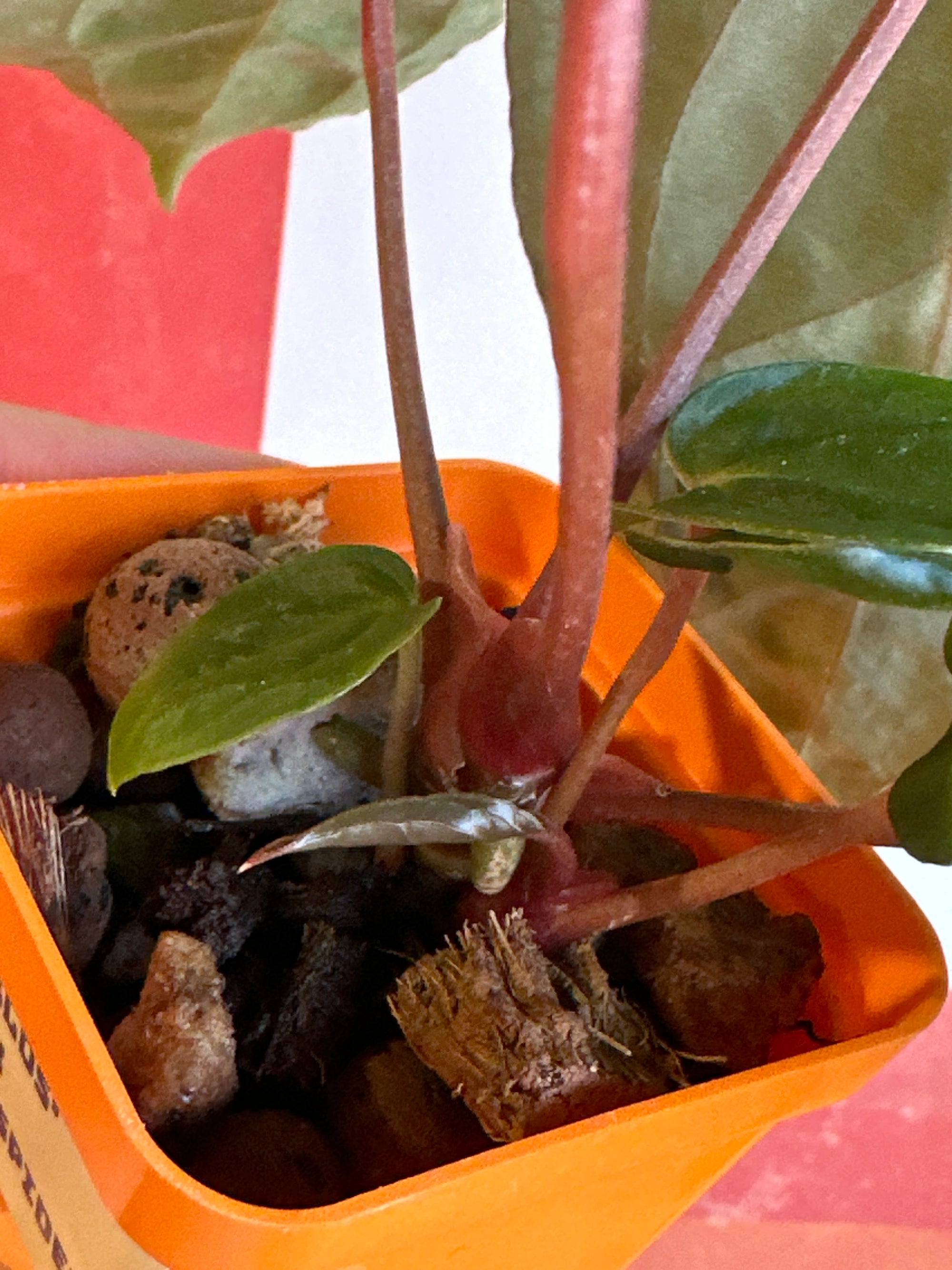 ‘Carlos' x 'Purple Spider' with offset 230w