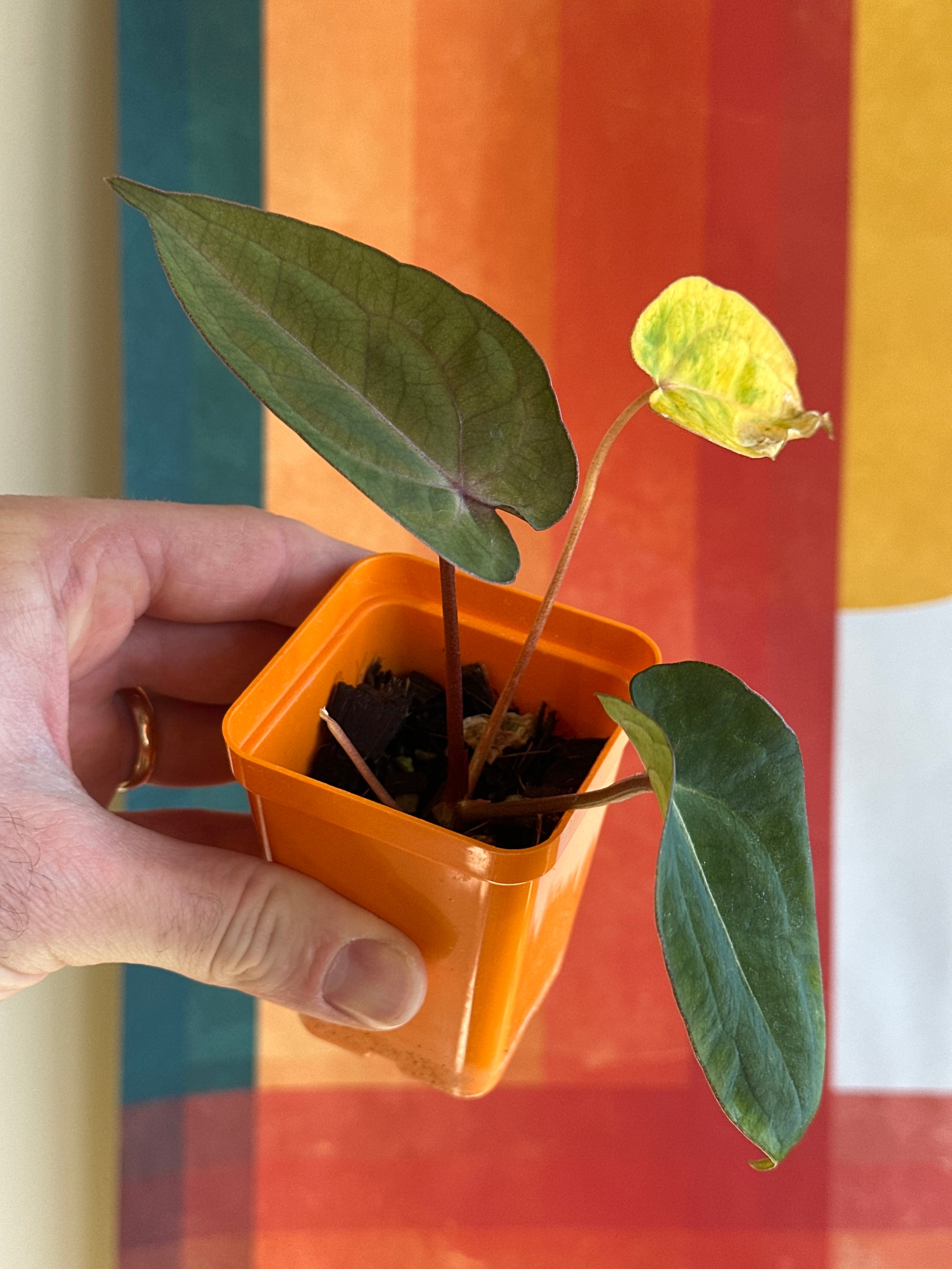 ‘Ace of Purps' x 'Purple Spider' 89