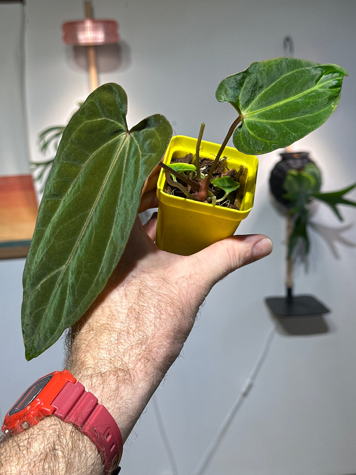 'Carlito' x ‘Carlita’ 313w