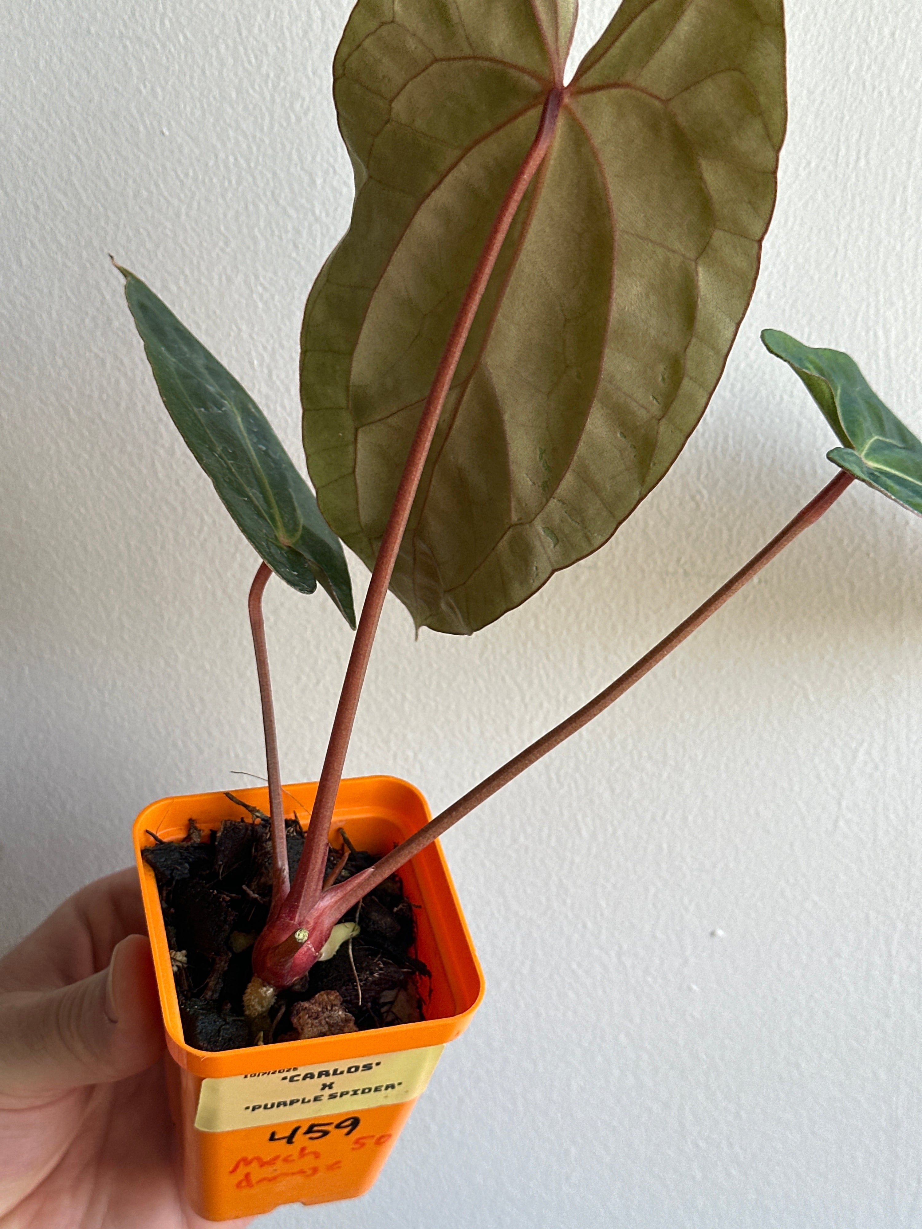 ‘Carlos' x 'Purple Spider' 459w (mechanical damage)