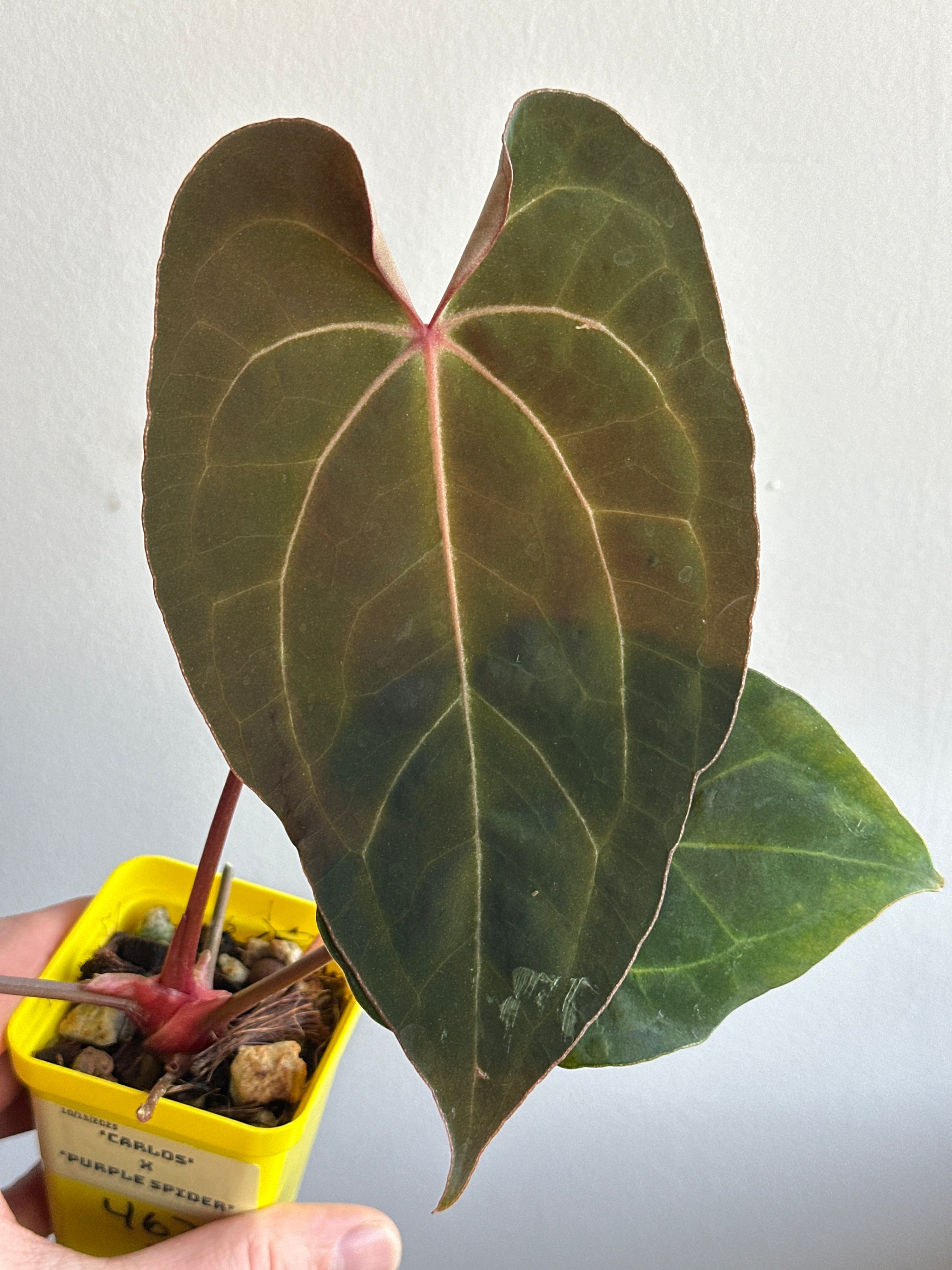 ‘Carlos' x 'Purple Spider' 463w