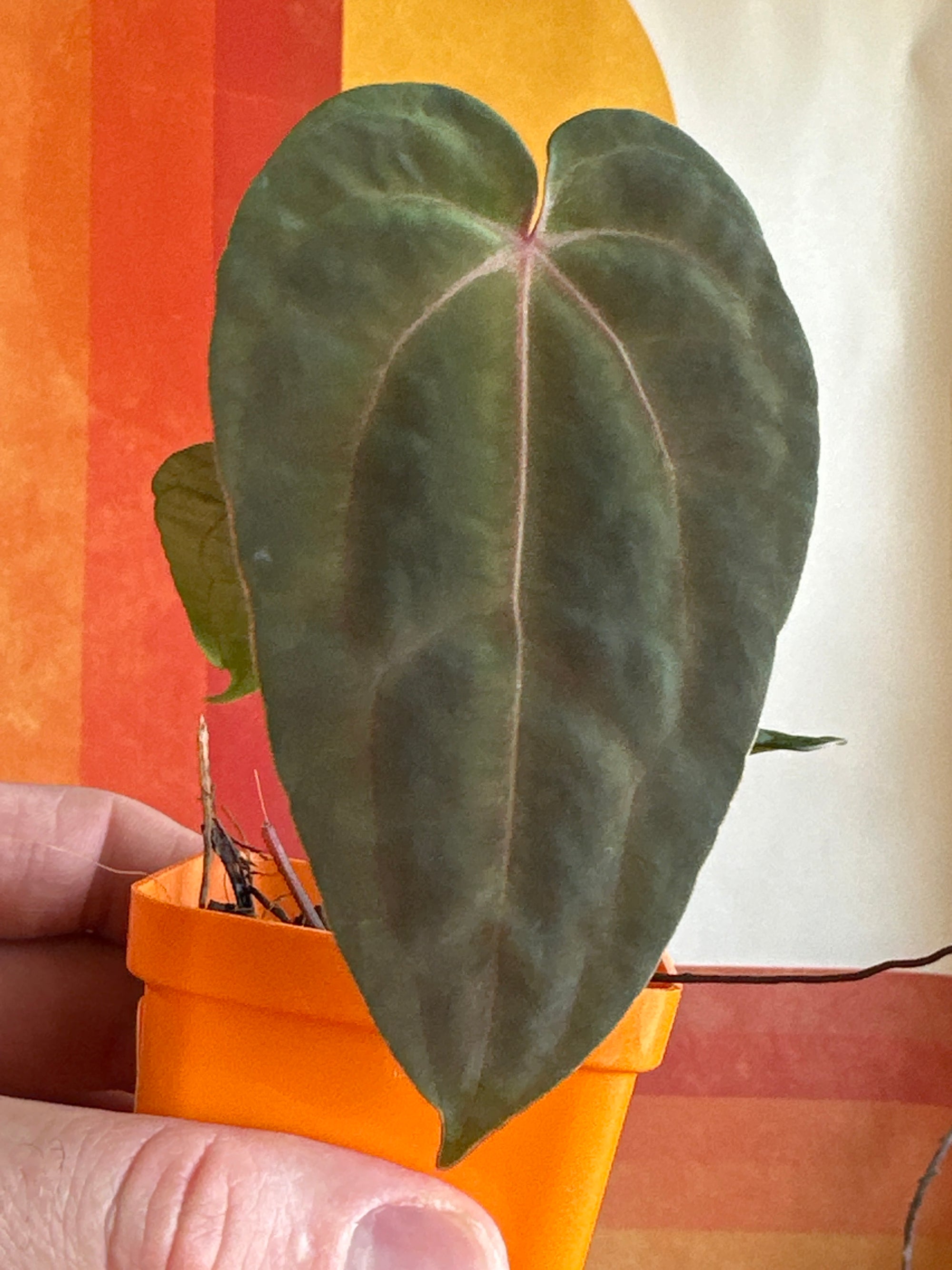 ‘Carlos' x 'Purple Spider' 125