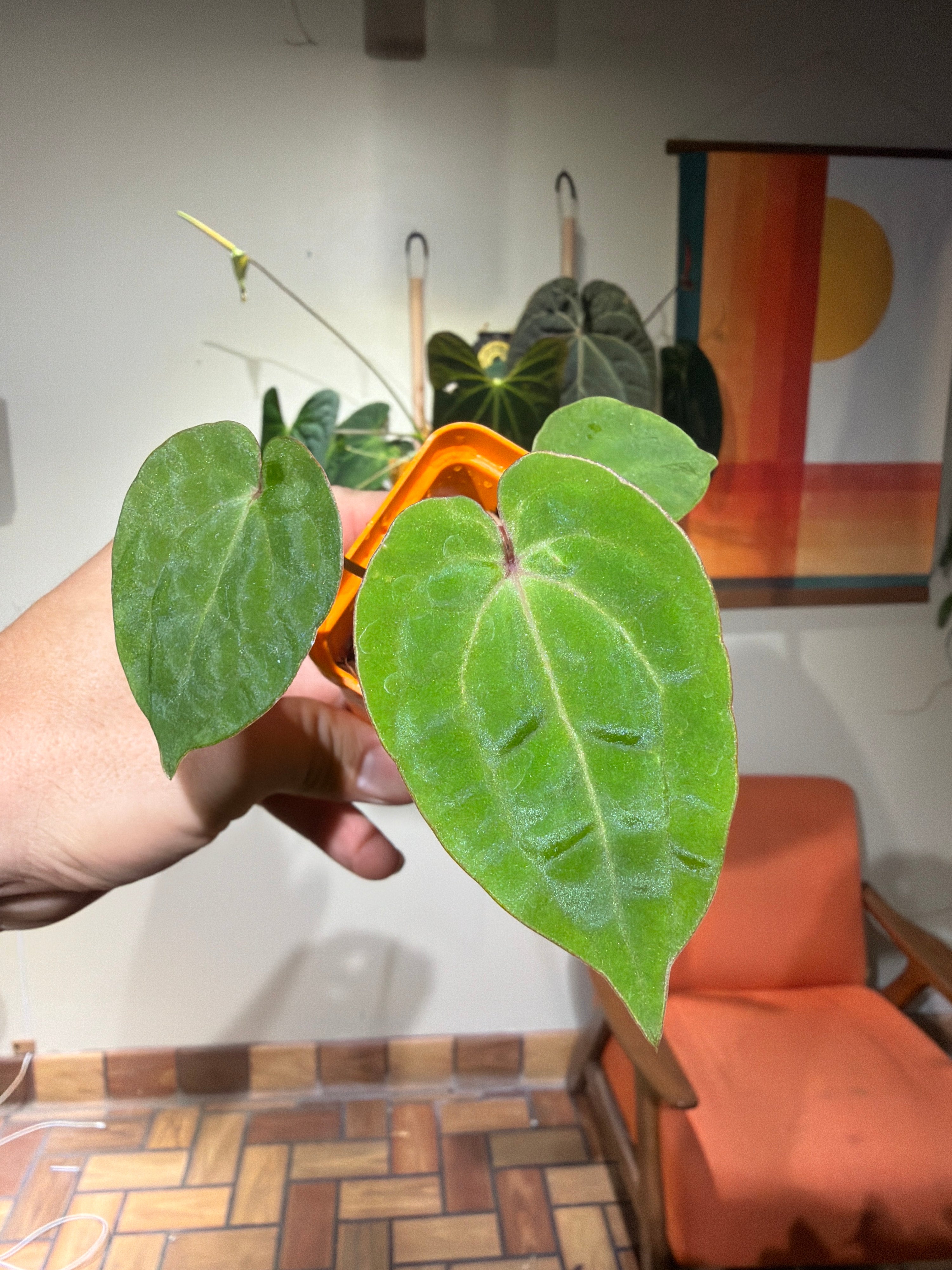 'Ace of Purps' x 'Purple Spider' 84