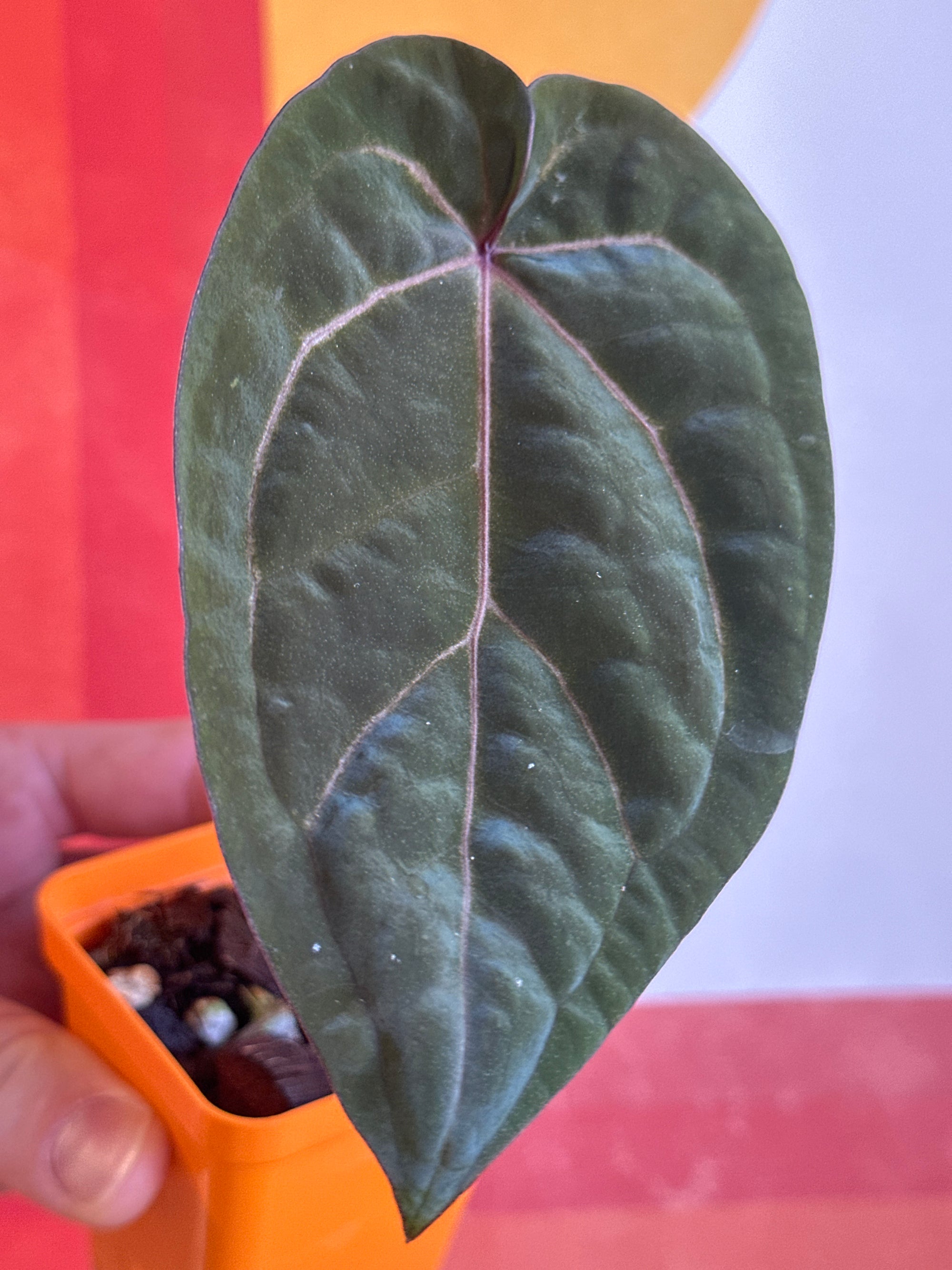 'Brian' x 'Purple Spider' Standout 237w