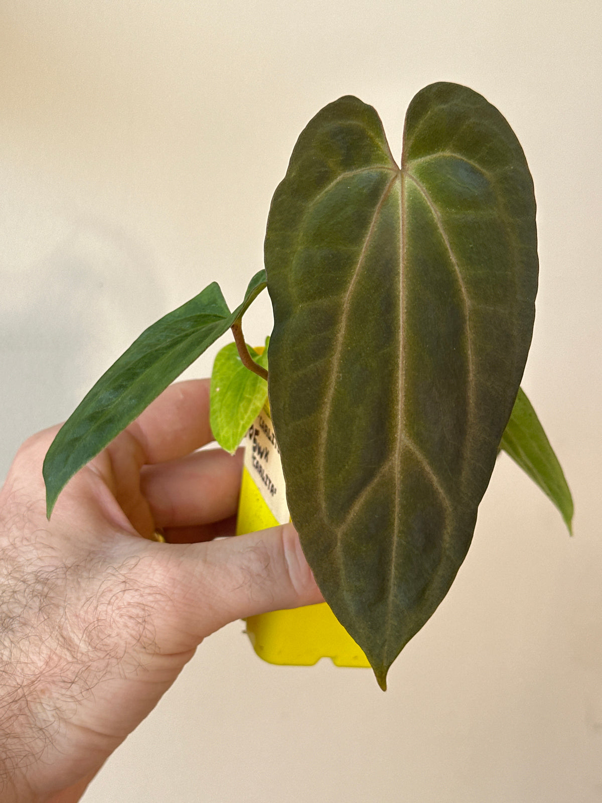 'Carlito' x ‘Carlita’ 105w