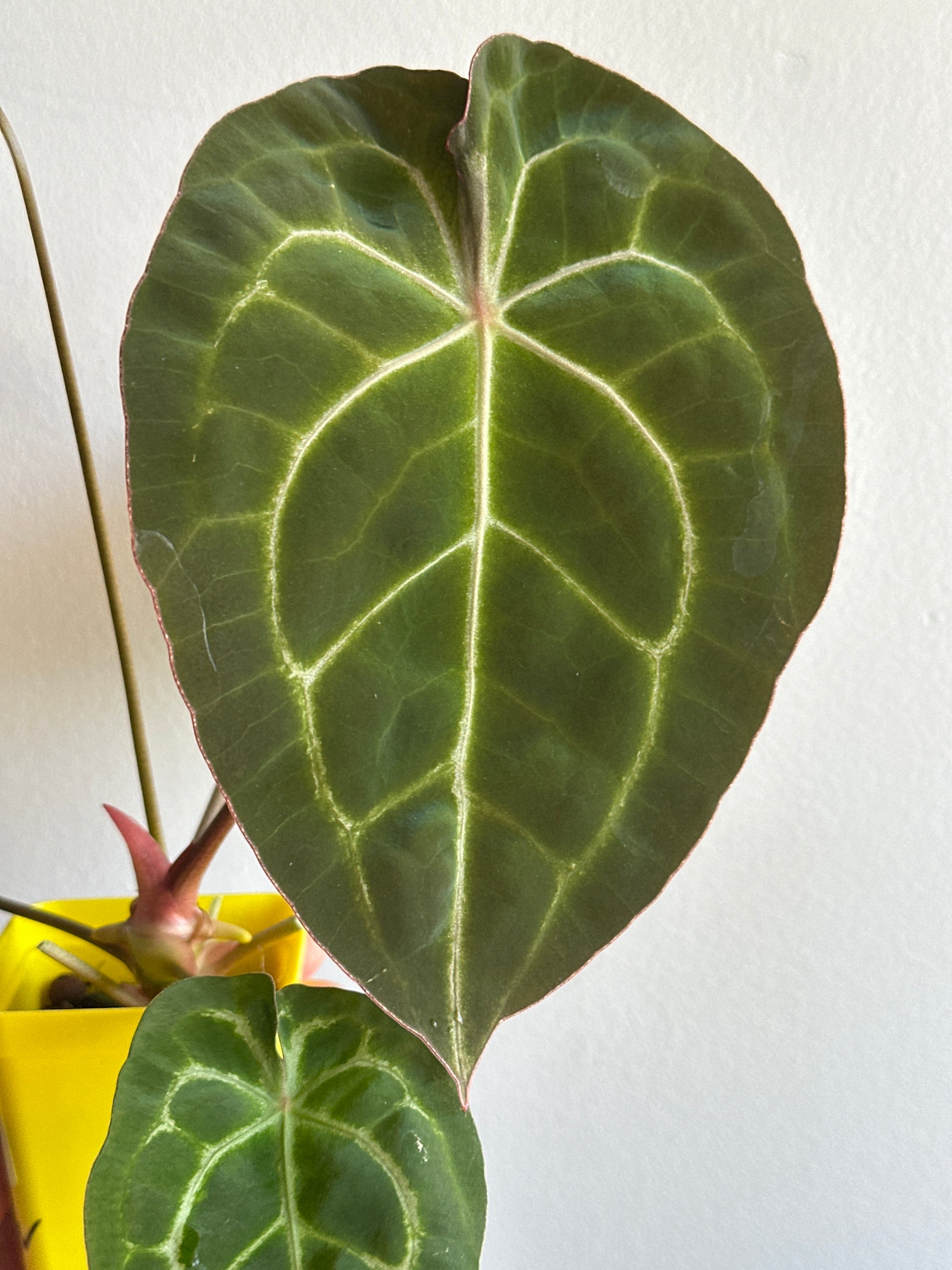 ‘Purple Spider' x 'Purple Magaos' 477w with inflorescence