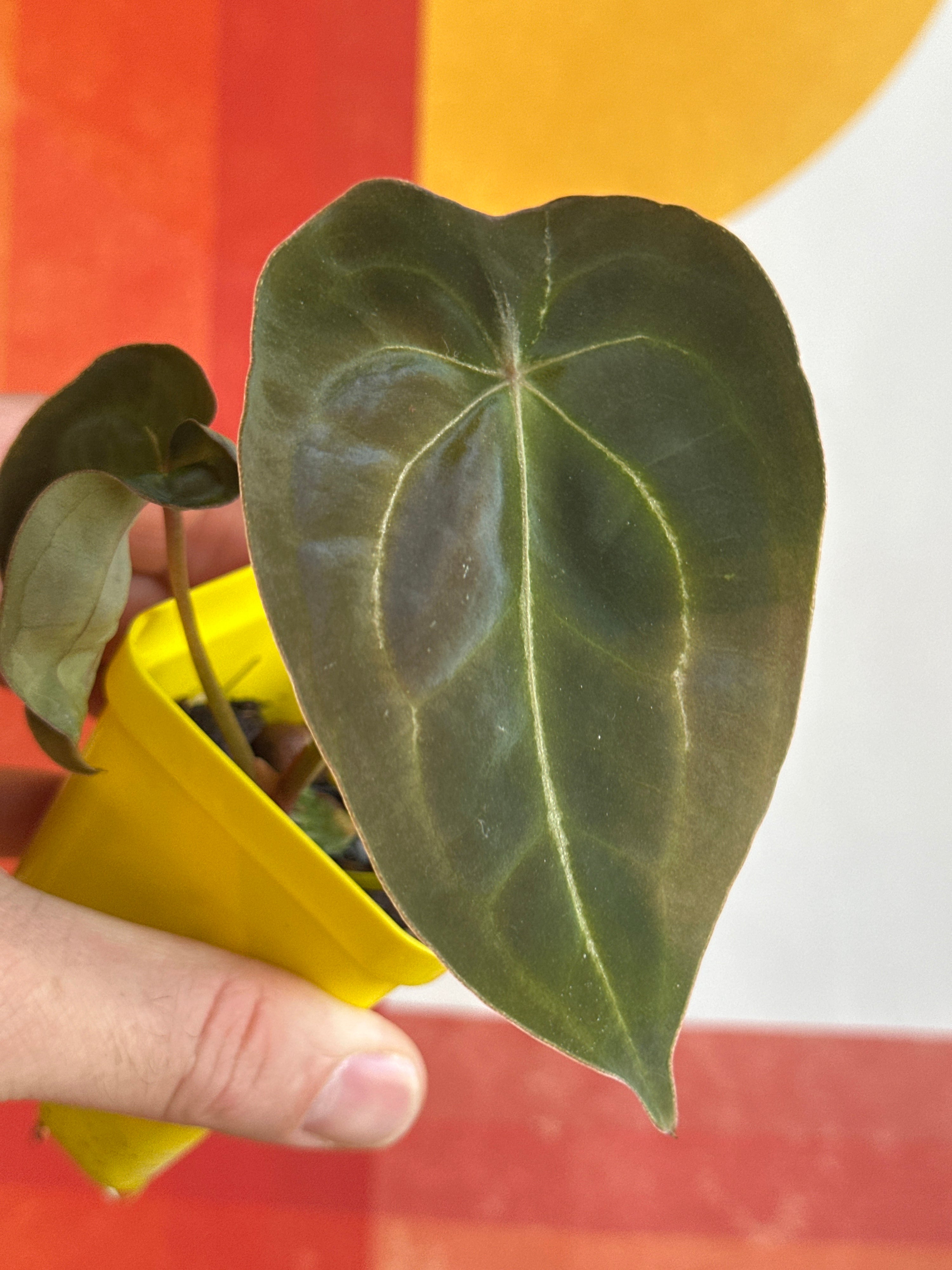 ‘Purple Spider' x 'Purple Magaos' 247w