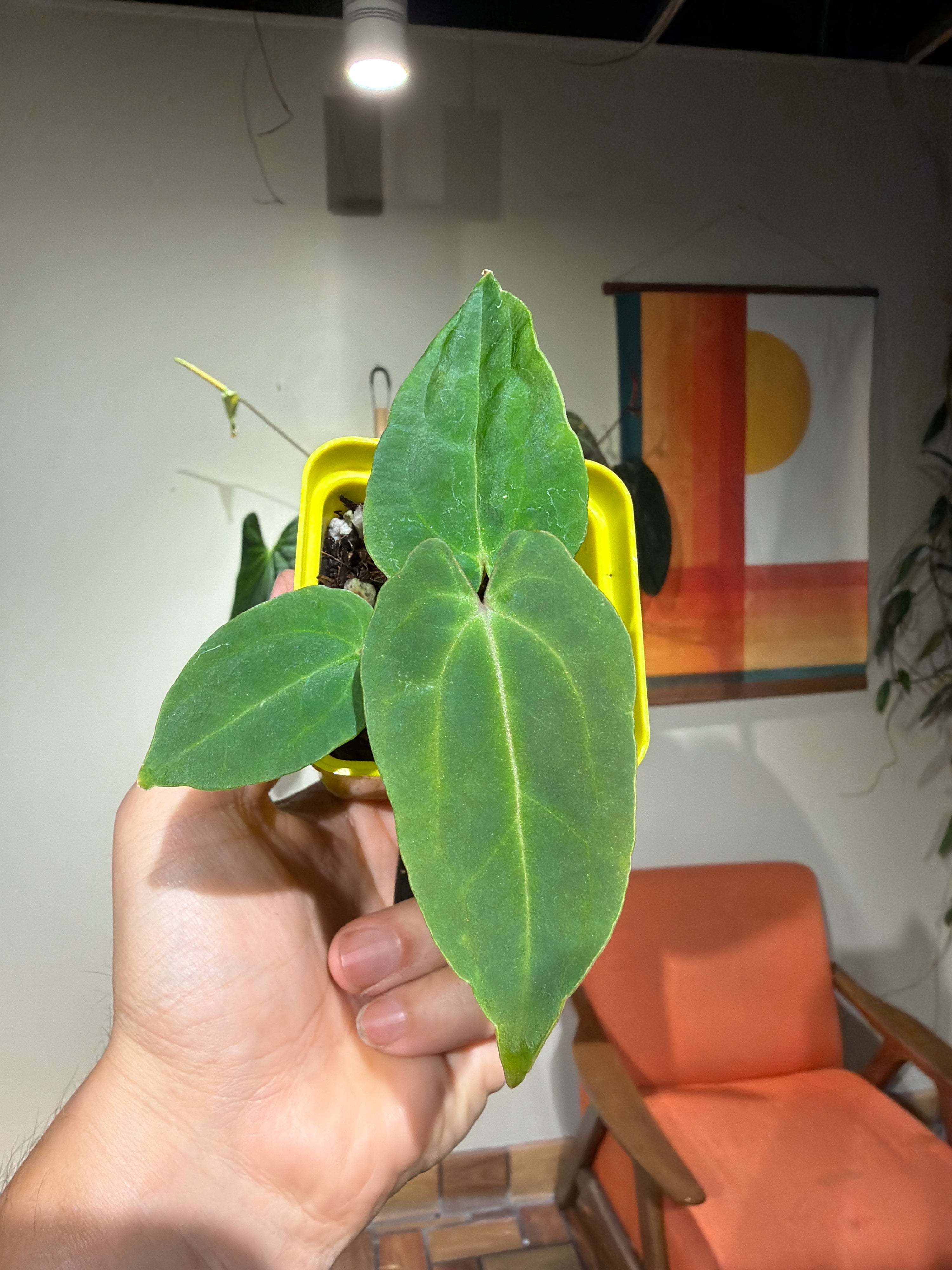 'Carlos' x 'Purple Spider' 82