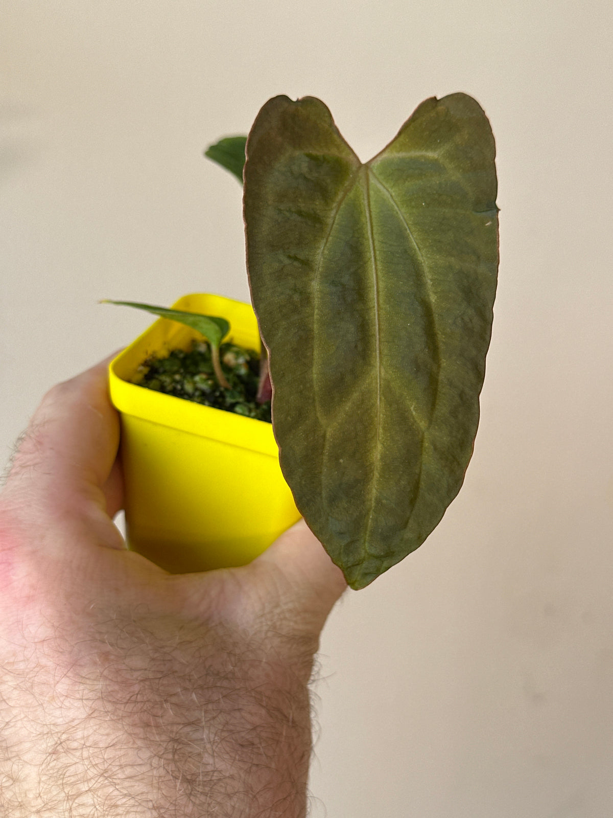 'Carlito' x ‘Carlita’ 103w